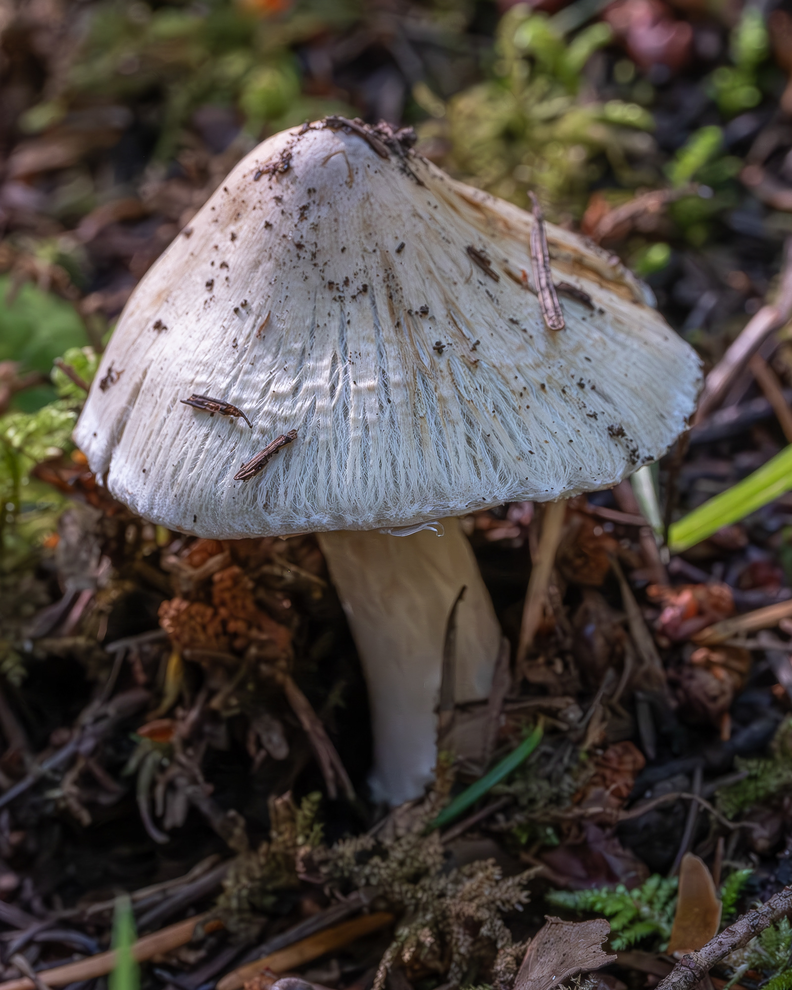 Corn-silk Inocybe (Inocybe sororia), Lopez Hill