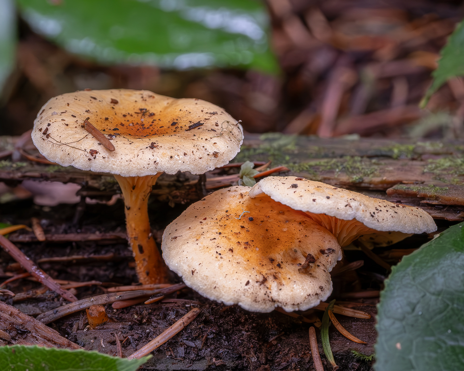False chanterelle  (Hygrophoropsis aurantiaca)  , Point Colville