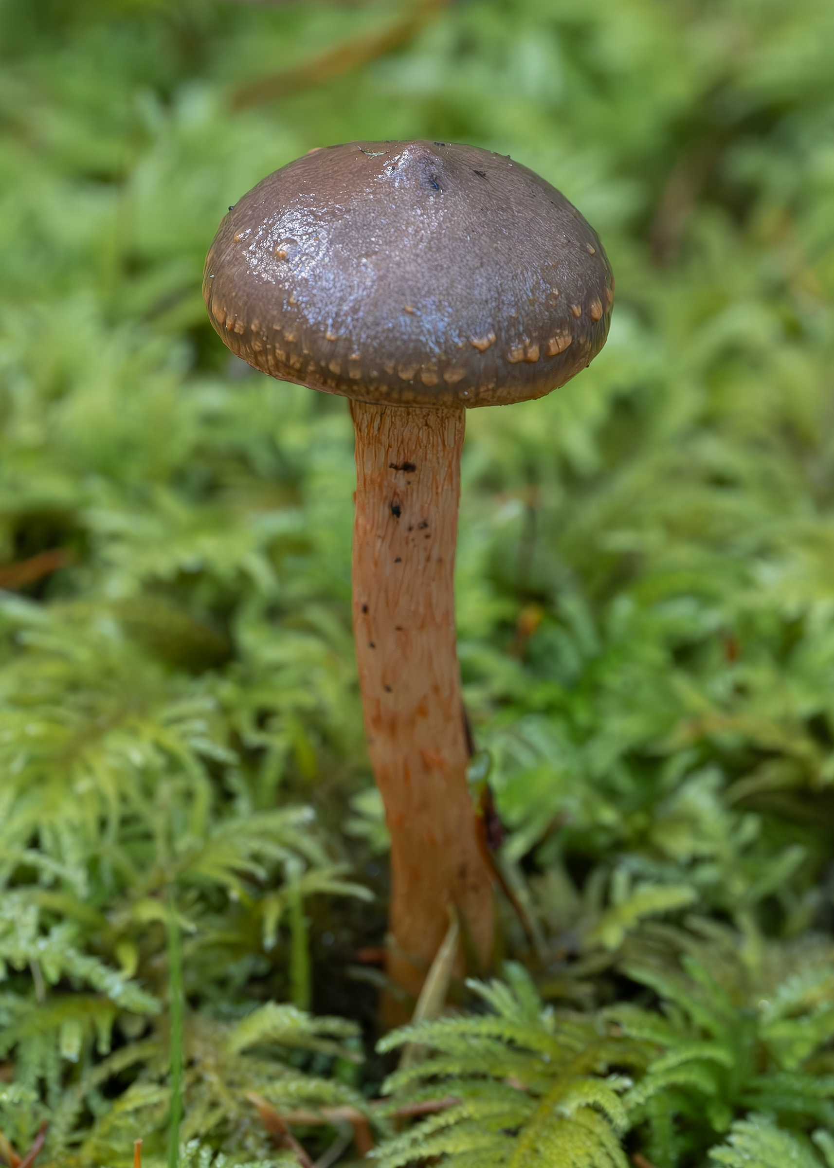 Copper spike (Chroogomphus purpurascens), Lopez Hill aka rutilus