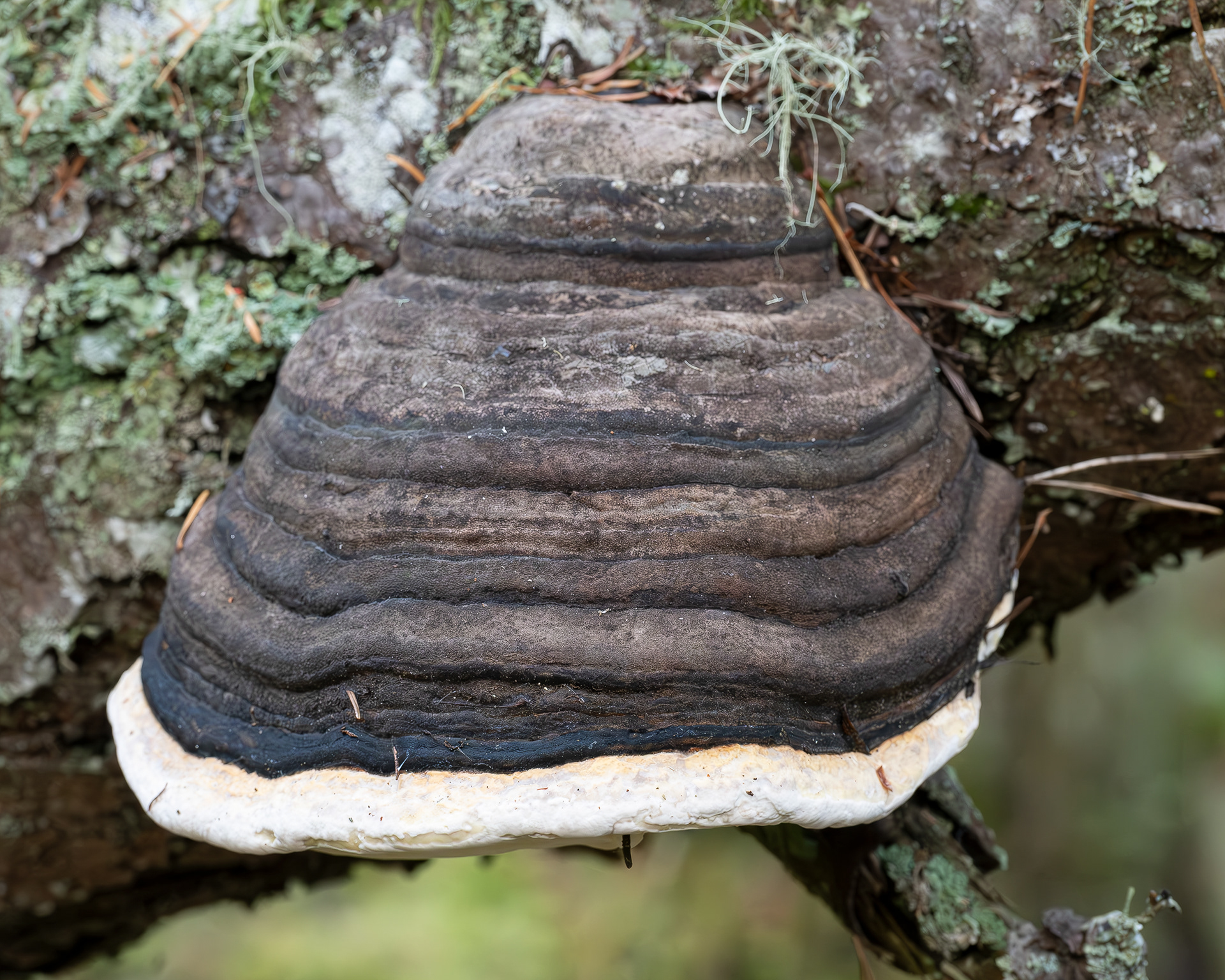 Fomitopsis ochracea, Lopez Hill