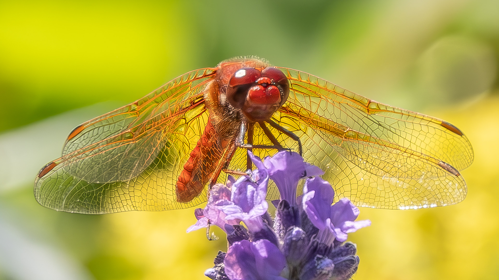 Cardinal Meadowhall (Sympetrum illotum), Kjargaard Road