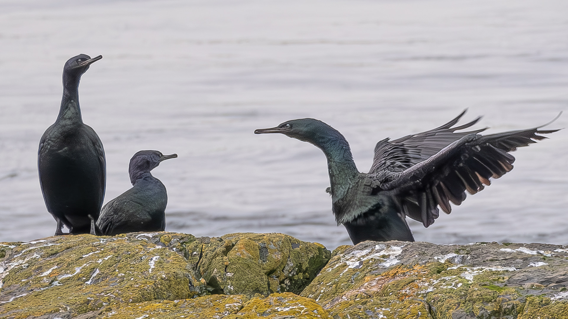 Pelagic Cormorants, Shark Reef