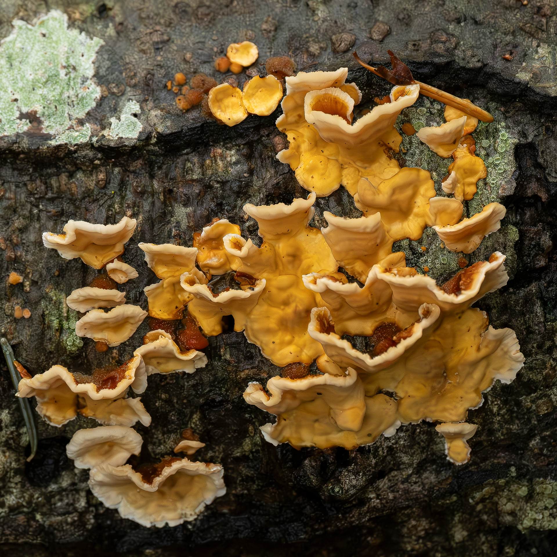 Hairy curtain crust (Stereum hirsutum), Hummel Lake Preserve
