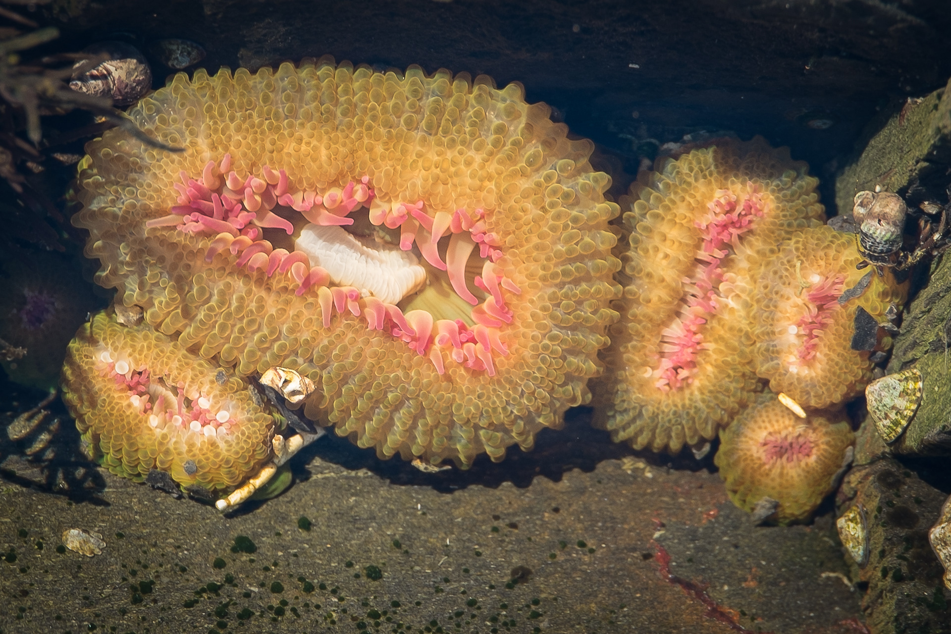 Aggregating Anemone, Iceberg Point