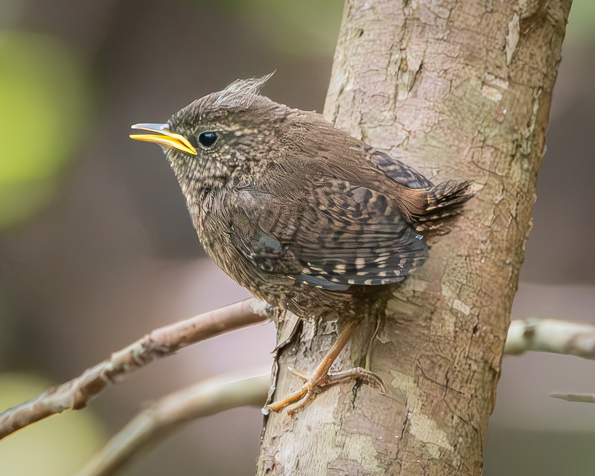Pacific Wren fledgling, Hummel Lake
