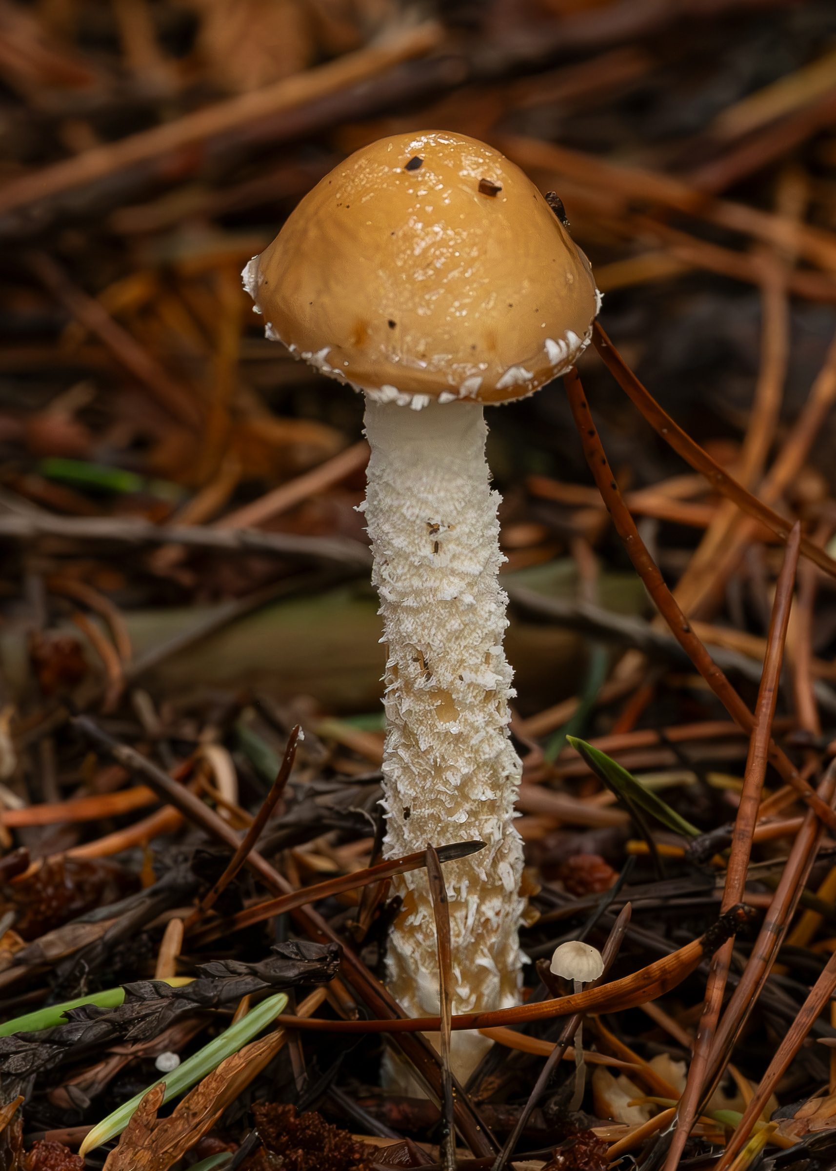 Questionable stropharia (Stropharia ambigua), Chadwick Hill