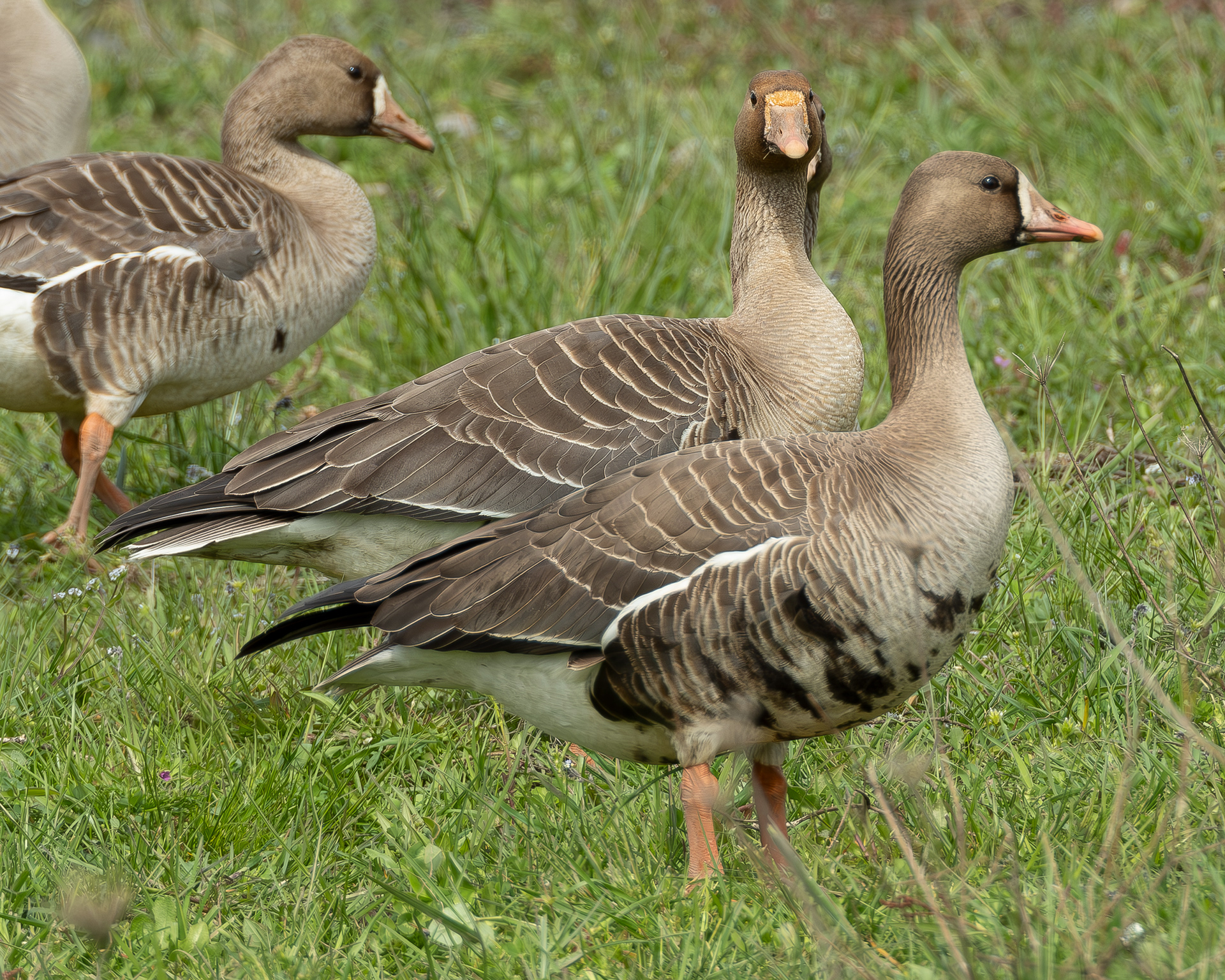 Greater White-fronted Goose, Port Stanley