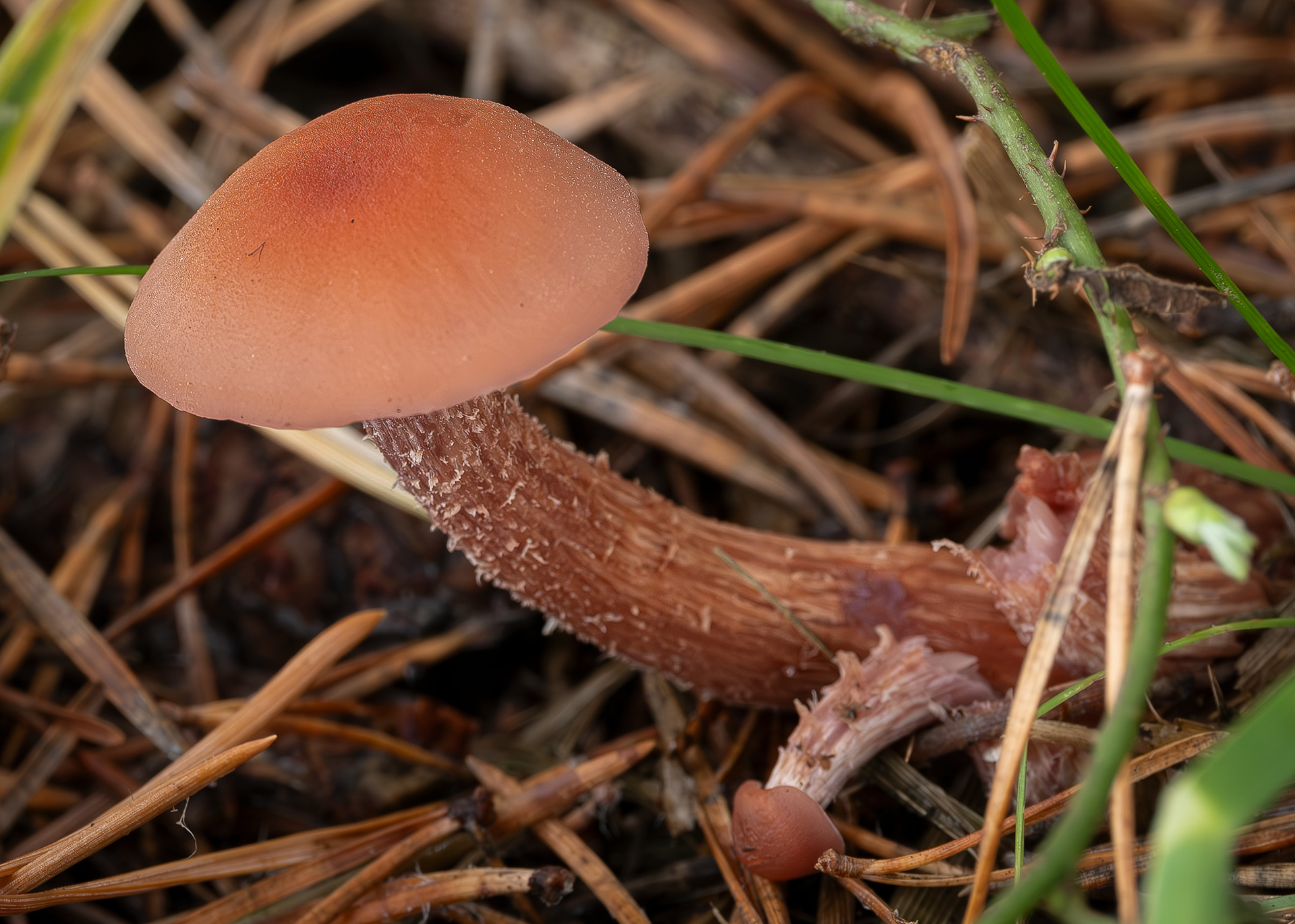 Bicolored deceiver (Laccaria bicolor), Kjargaard Road