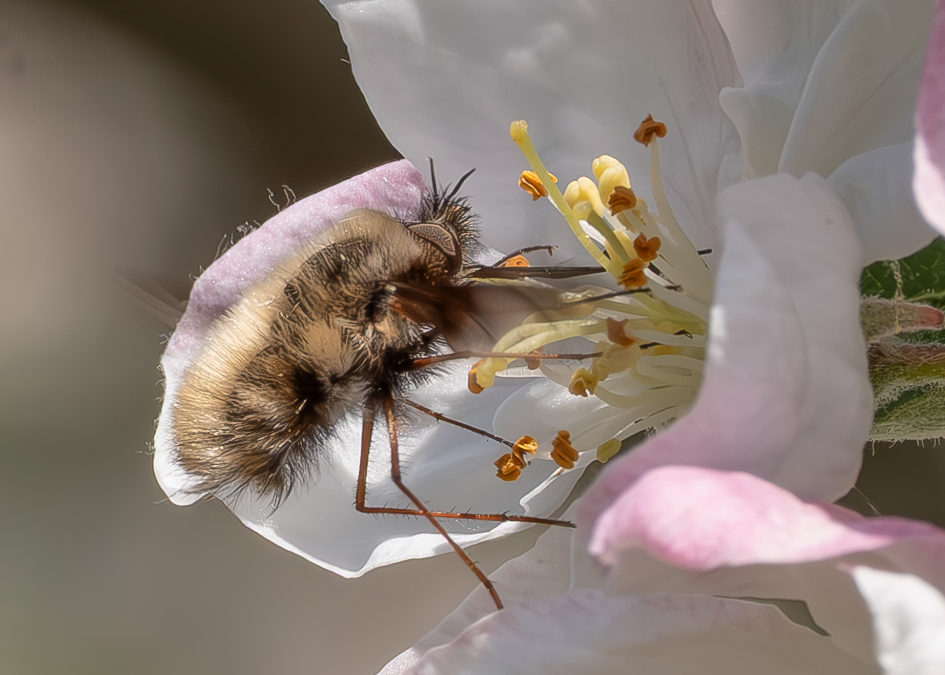 Greater Bee Fly (Bombylius major), Kjargaard Road