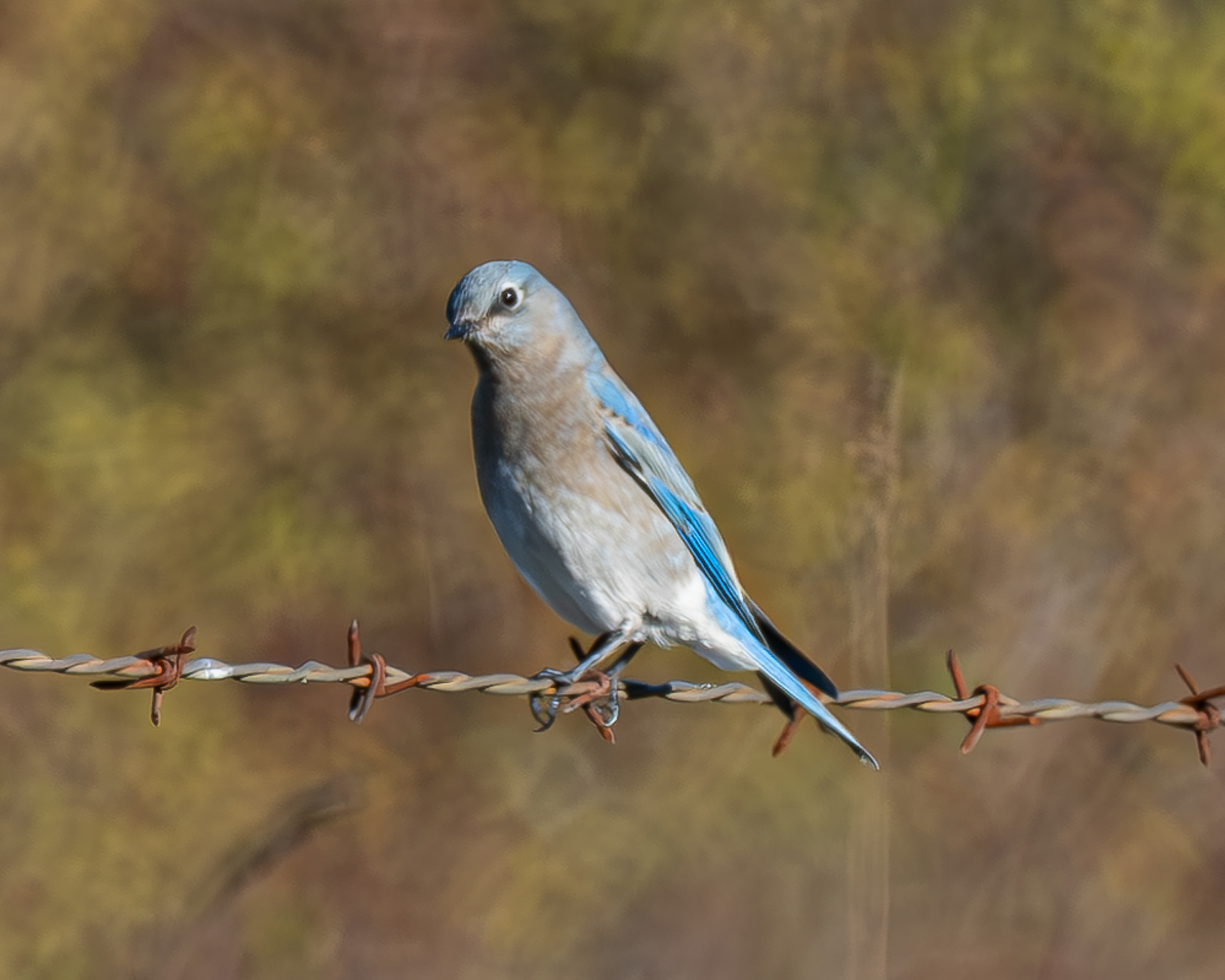 Mountain Bluebird, Central Lopez