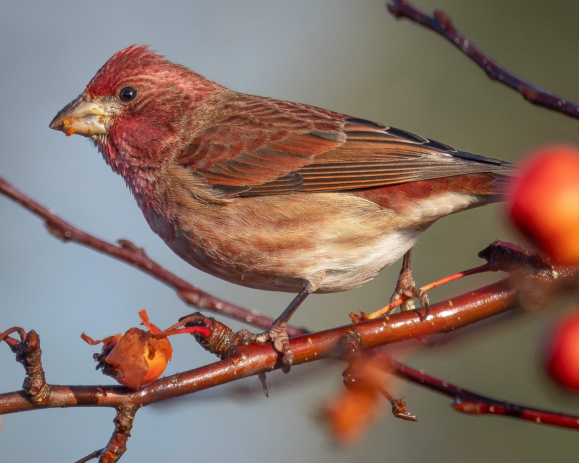 Purple Finch, Kjargaard Road