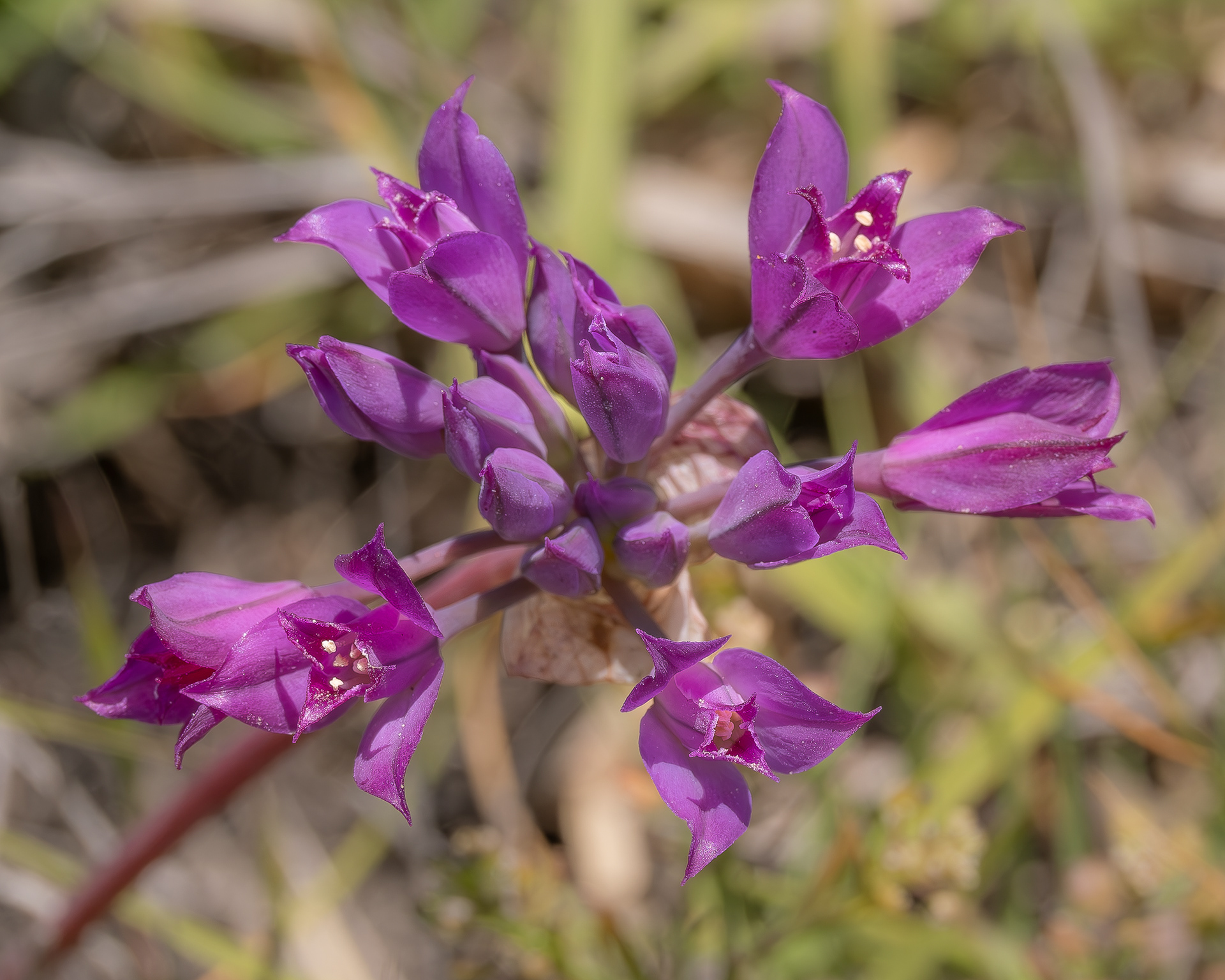 Hooker's onion (Allium acuminatum), Iceberg Point