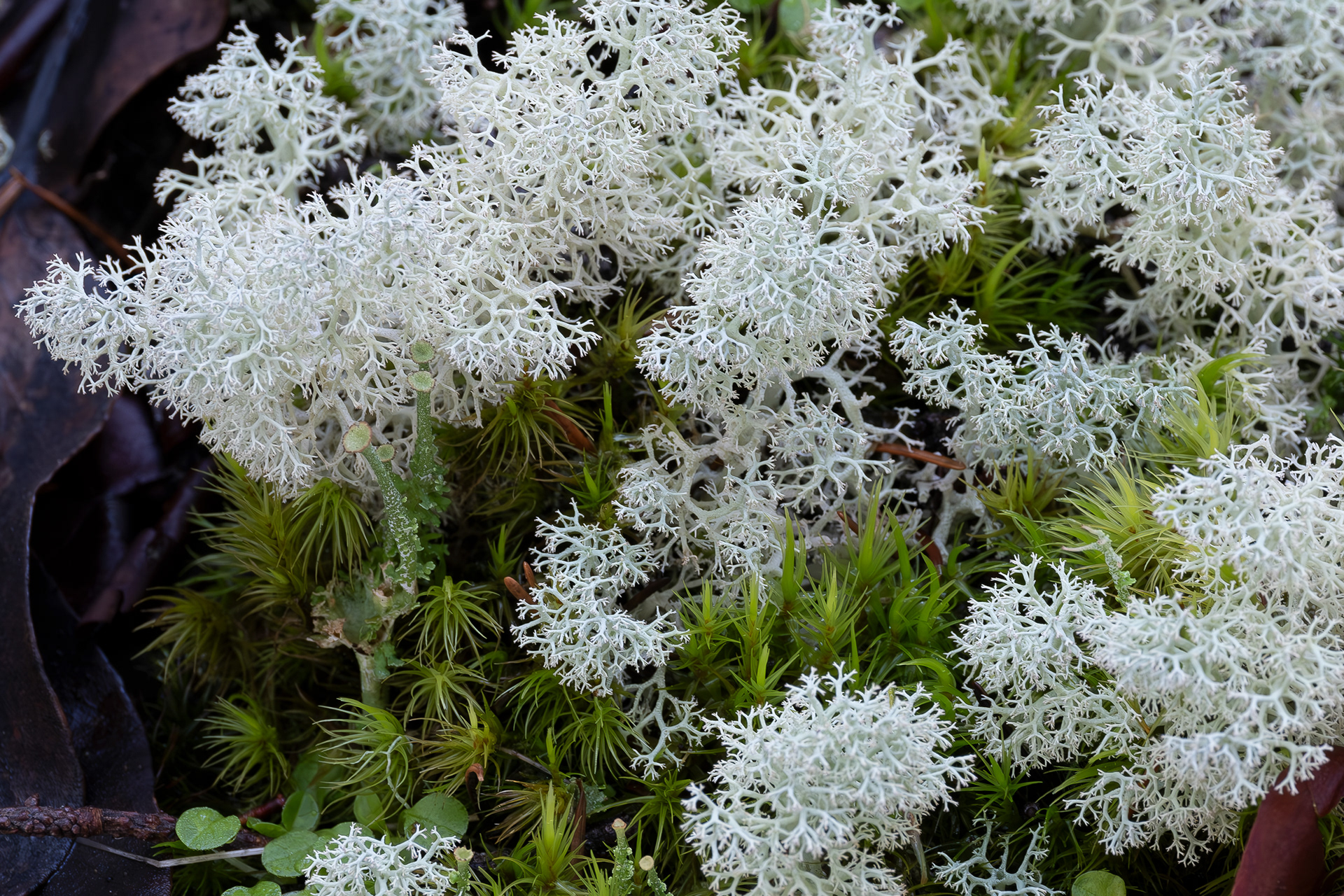 Maritime Reindeer Lichen (Cladonia portentosa), Chadwick Hill