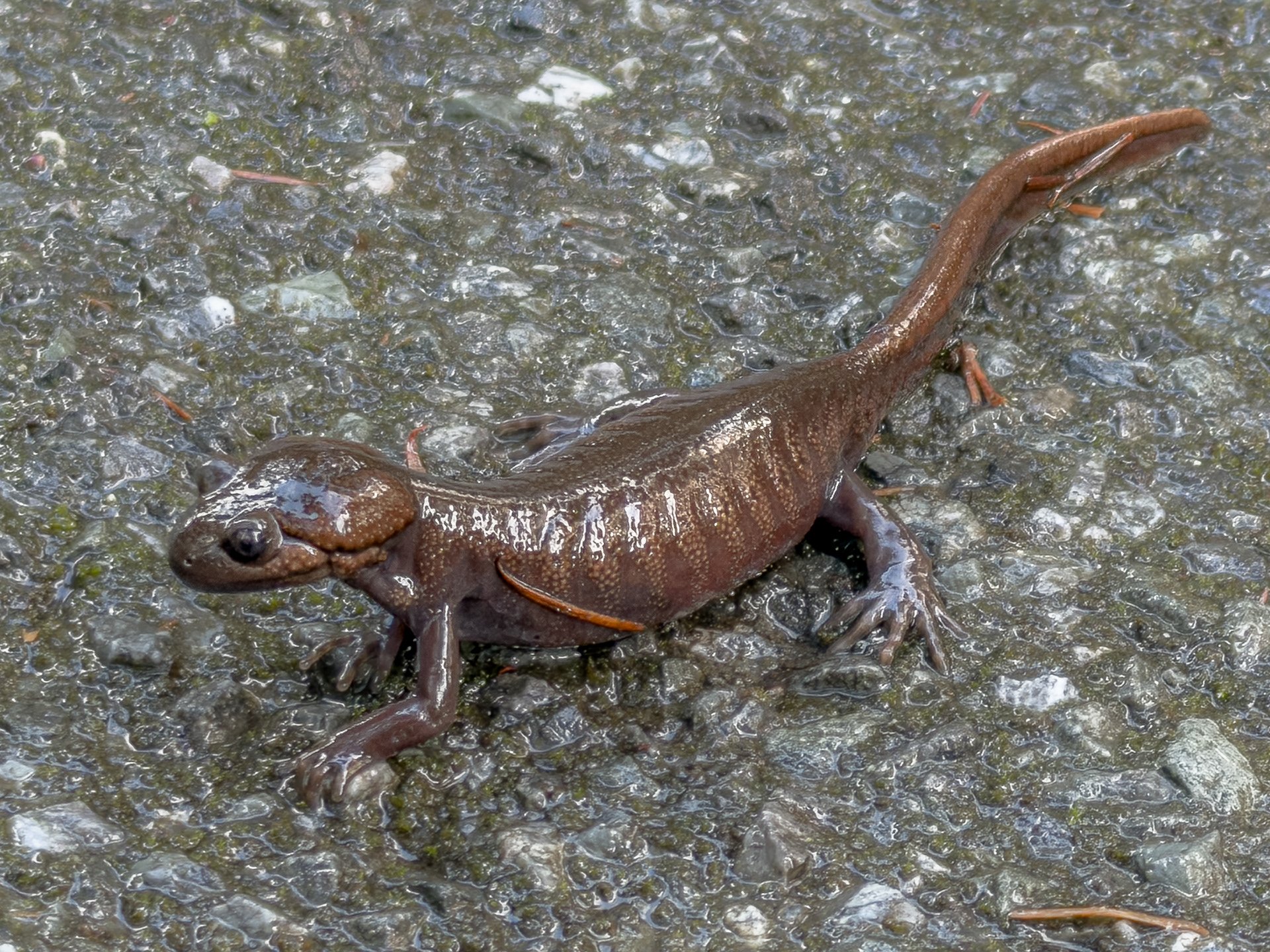 Northwestern Salamander, Davis Bay Road
