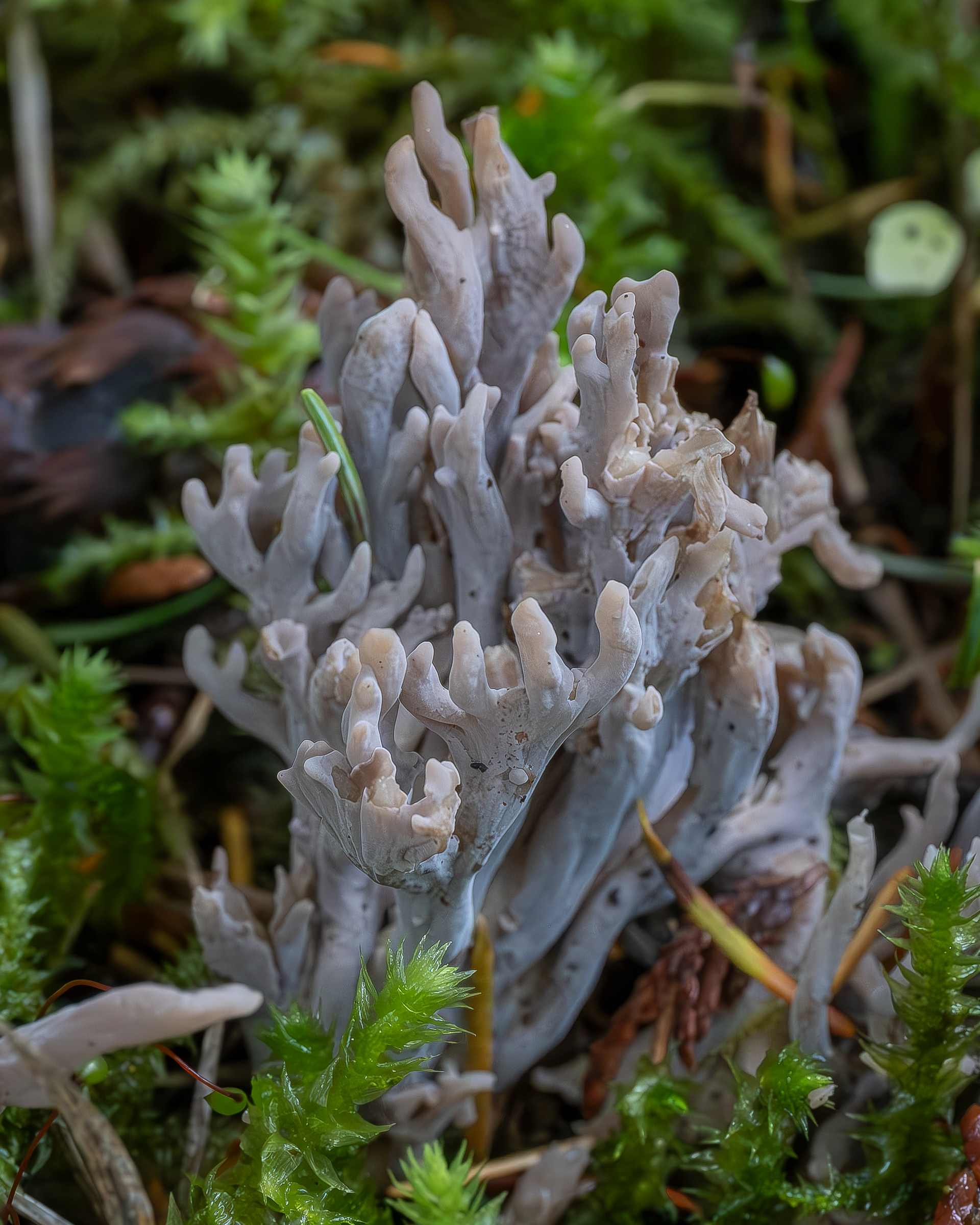 Gray coral (Clavulina cinerea), Lopez Hill