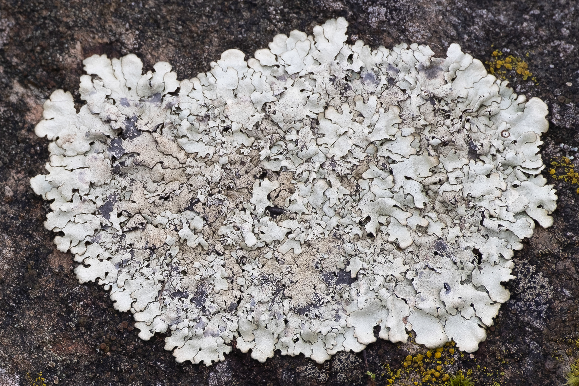 Cumberland rock shield (Xanthoparmelia cumberlandia), Kjargaard Road