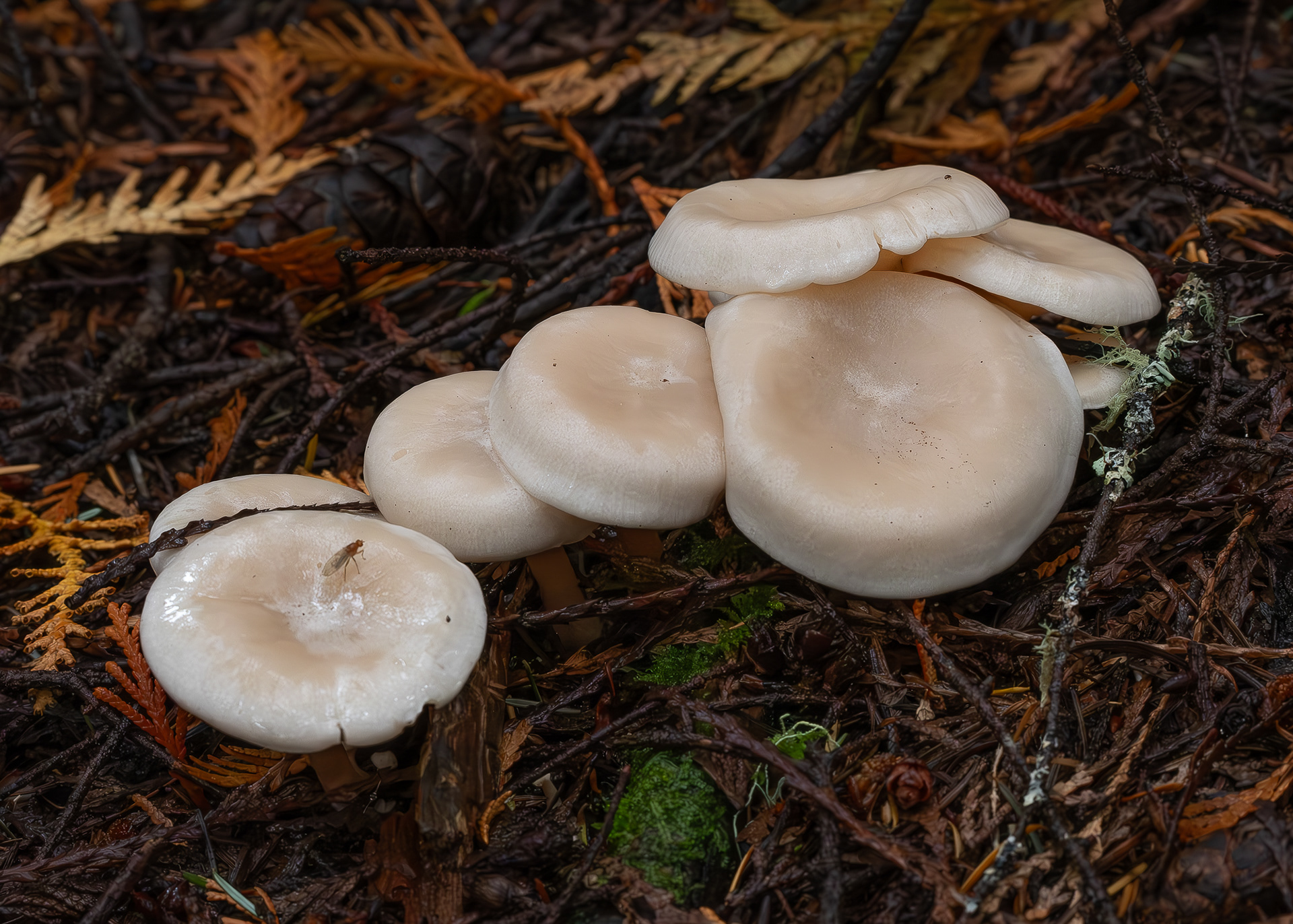 Fragrant funnel (Clitocybe fragrans), Hummel Lake Preserve