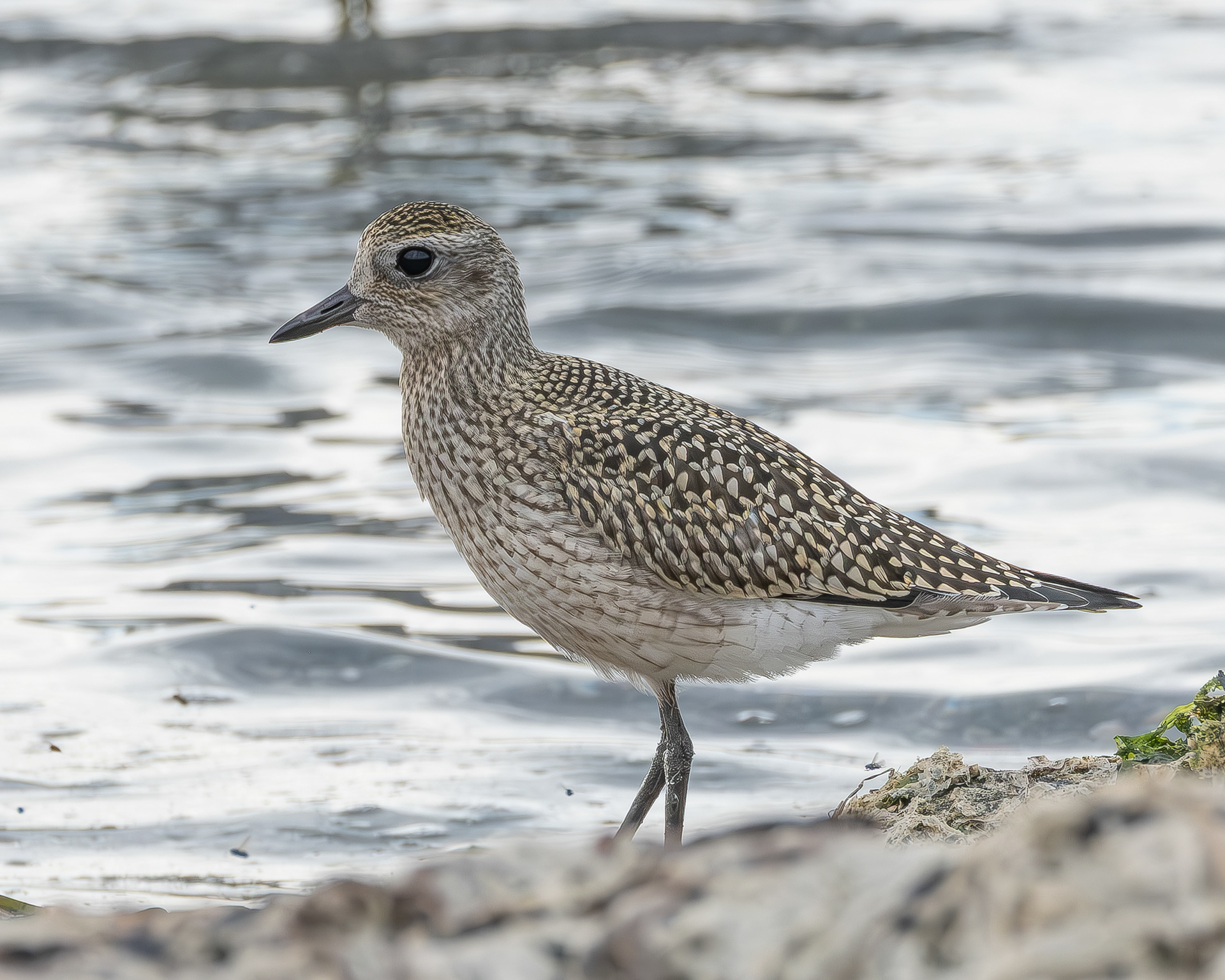 Black-bellied Plover, Spencer Spit