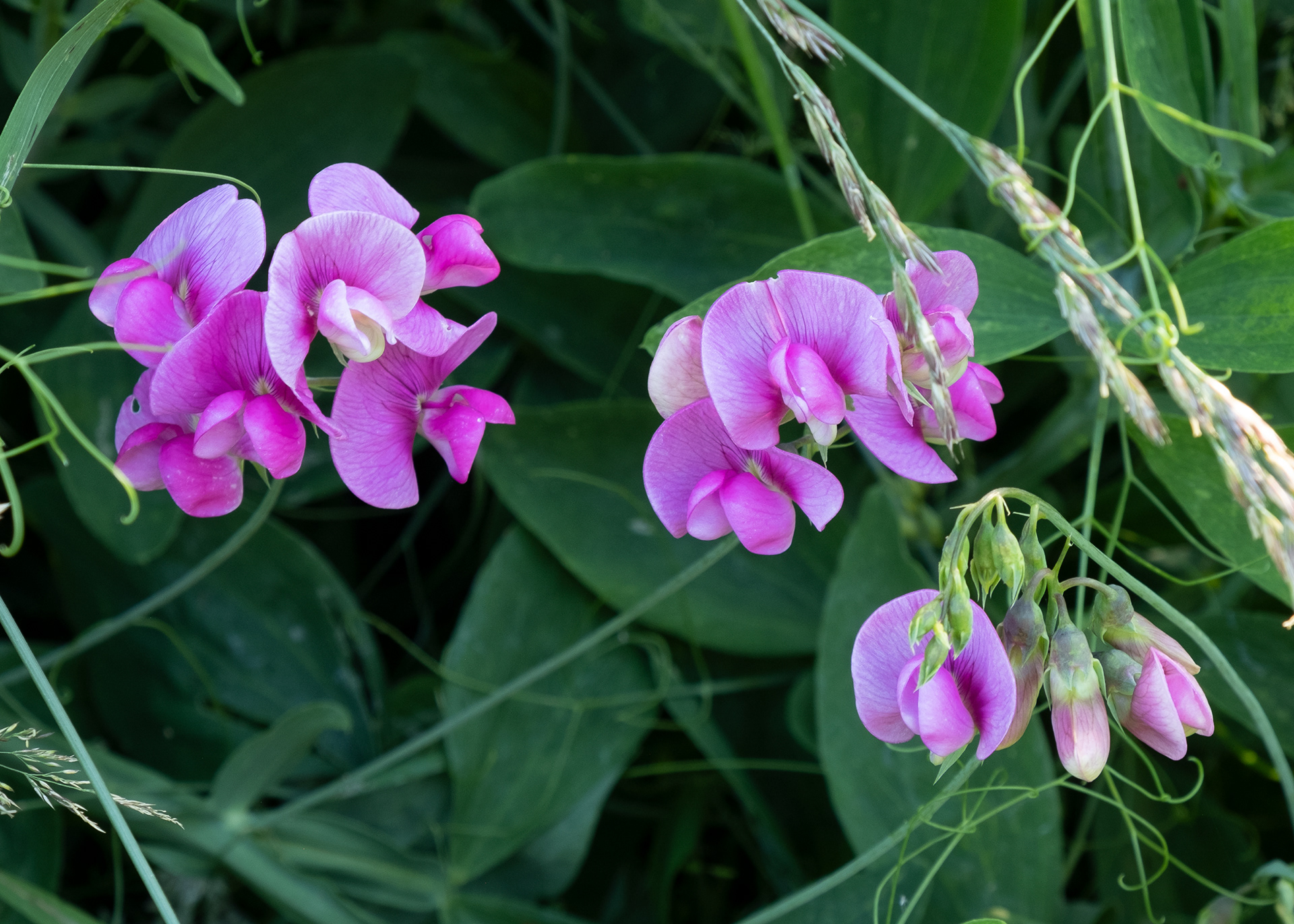 Everlasting Pea (Lathyrus latifoliés), Kjargaard Road