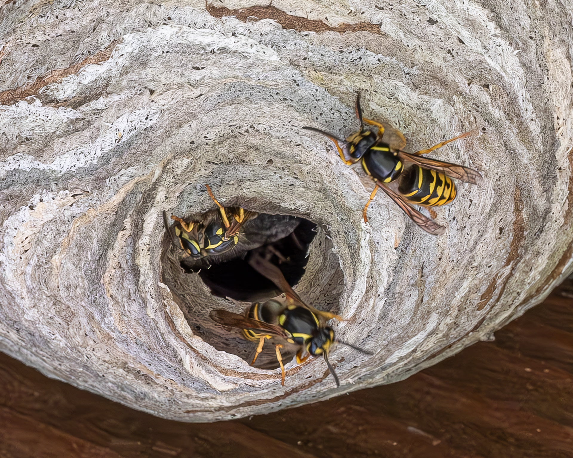 Common Aerial Yellowjacket (Dolichovespula arenaria), Kjargaard Road