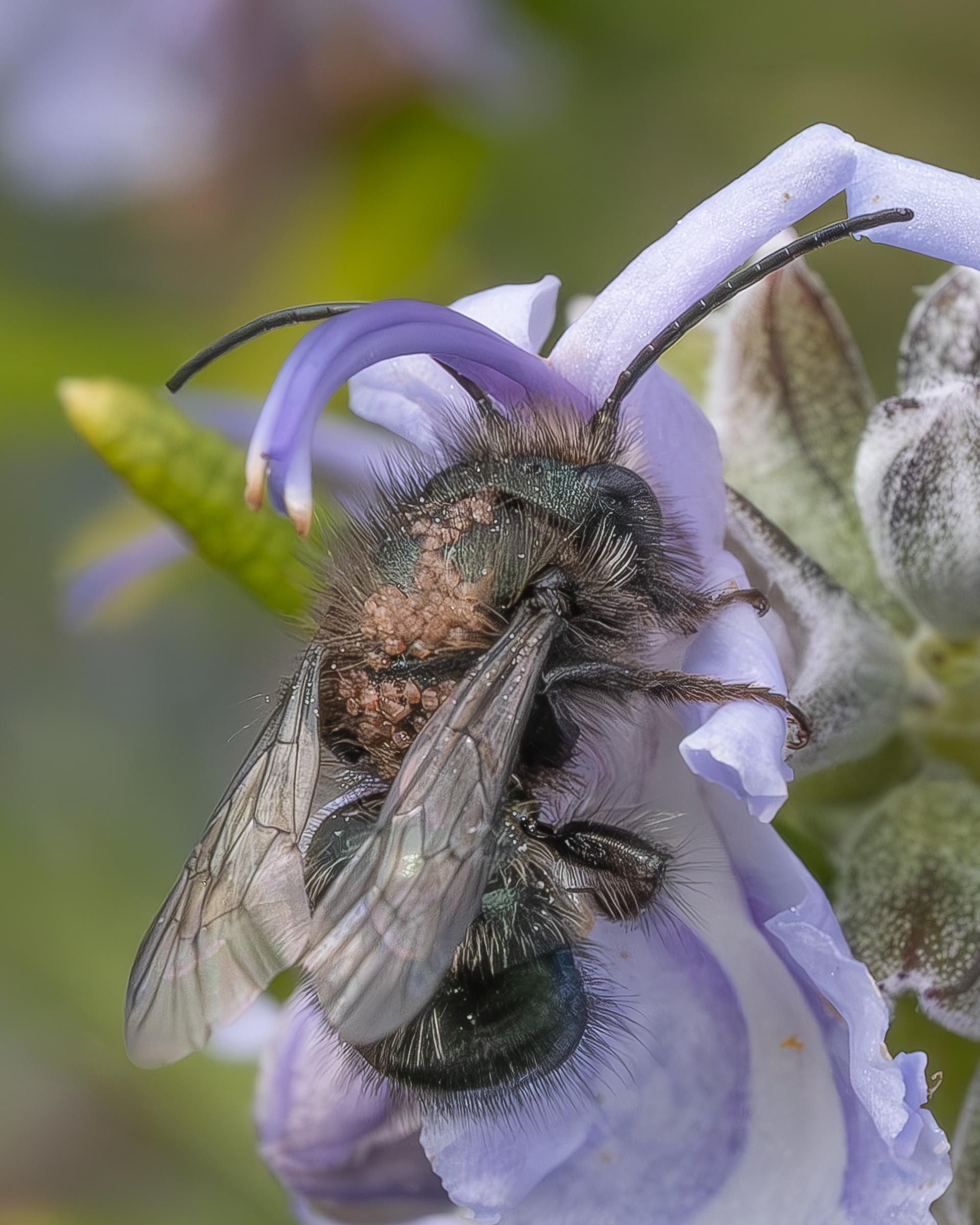 Blue Orchard bee (Osmia lignaria), Kjargaard Road