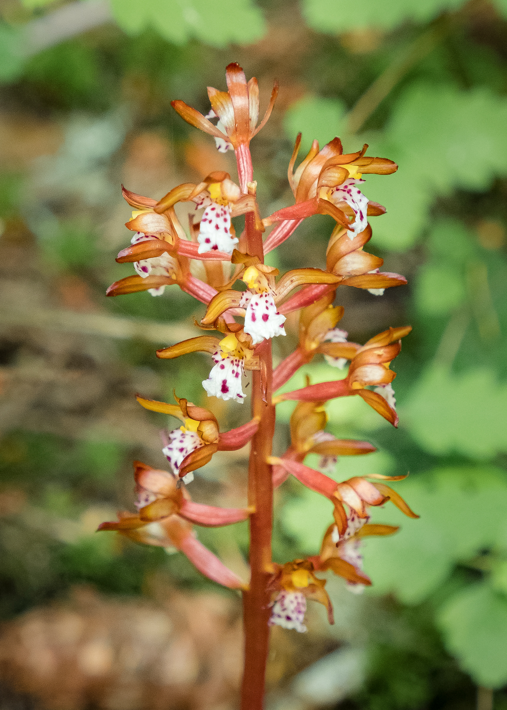 Spotted coralroot (Coallorhiza maculata), Chadwick Hill