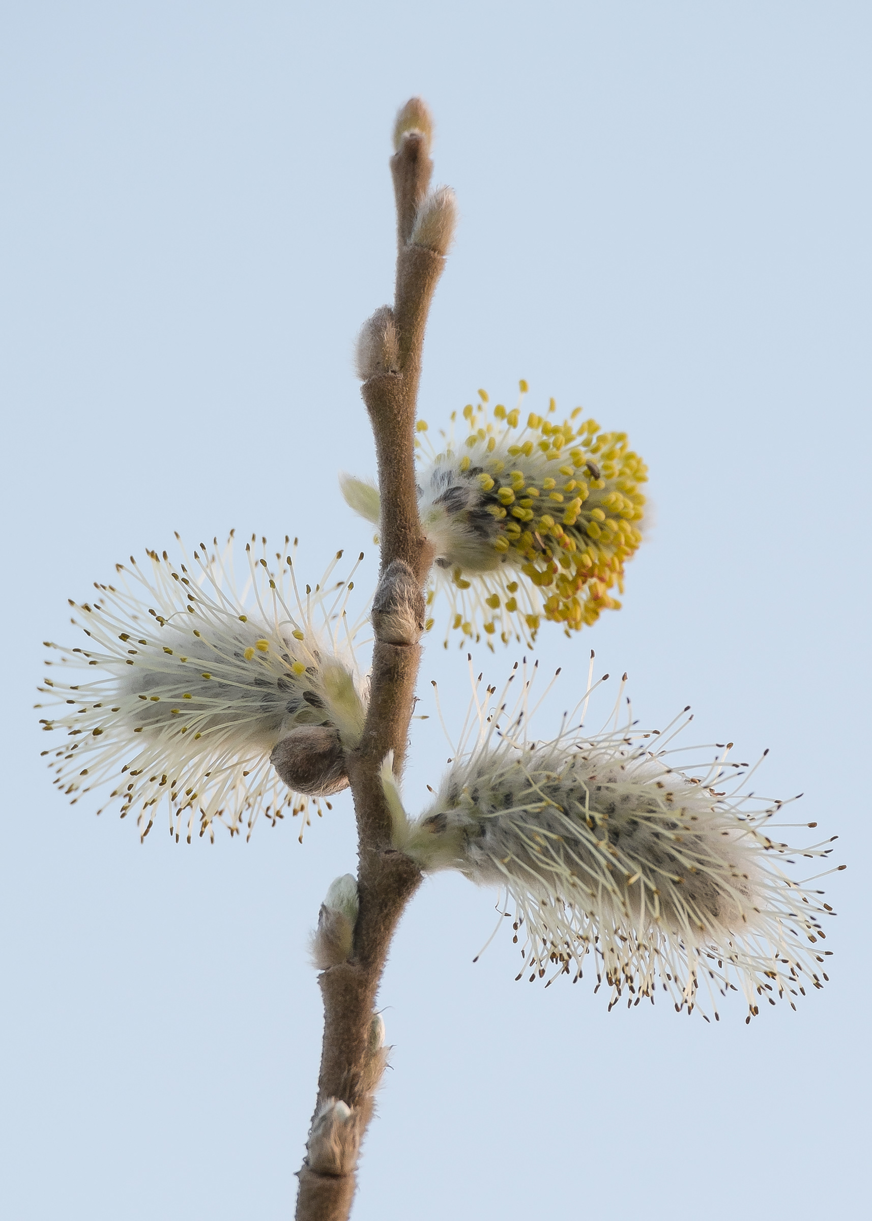 Hooker's willow (Salix hookeriana), Lopez