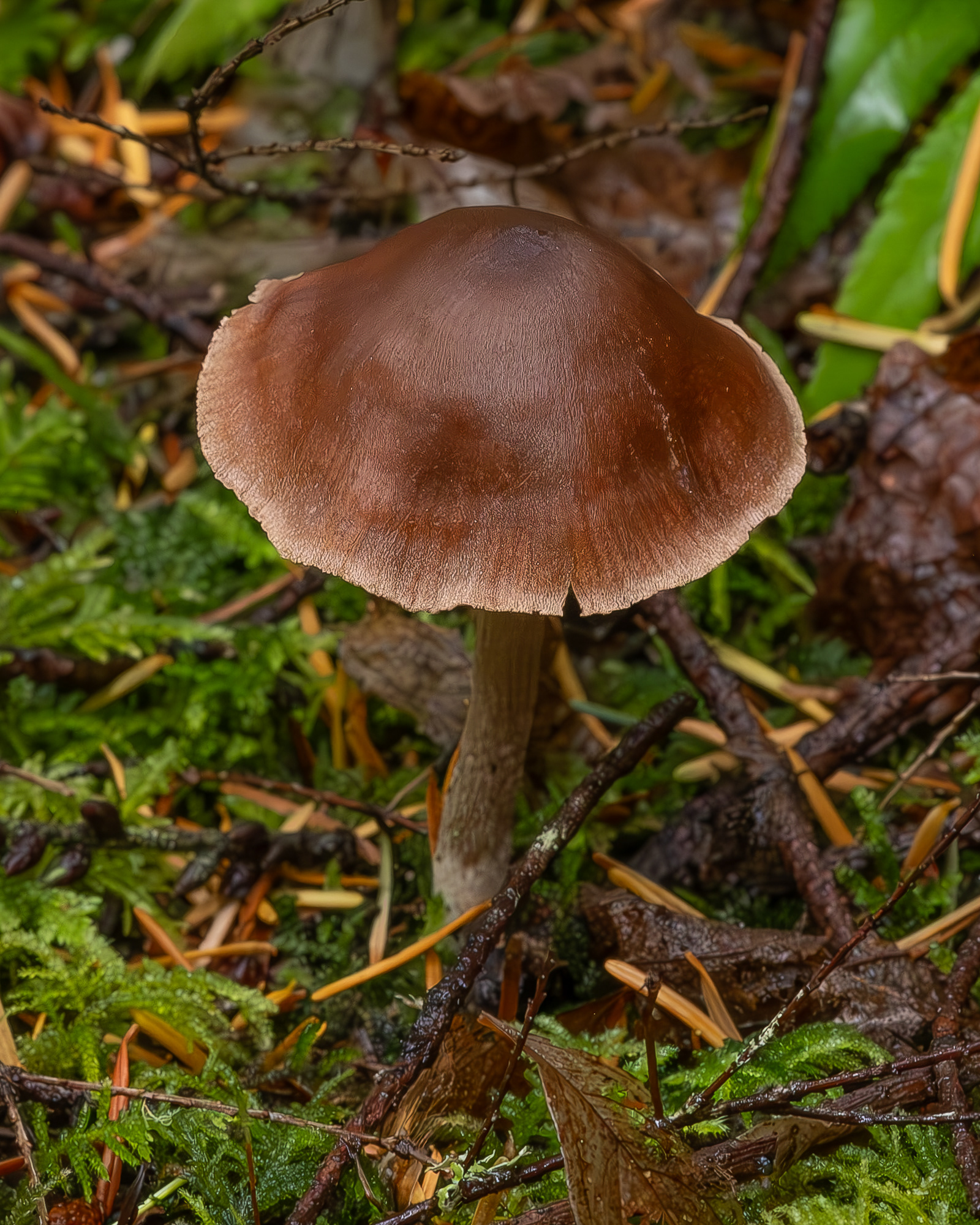 Conifer webcap (Cortinarius gentilis), Hummel Lake