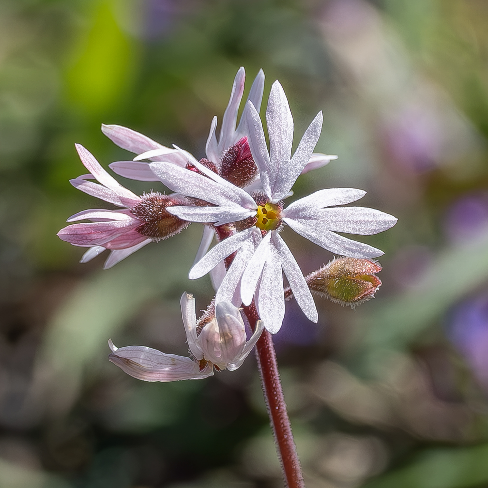 Smallflower Woodland Star (Lithophragma parviflorum), Chadwick Hill
