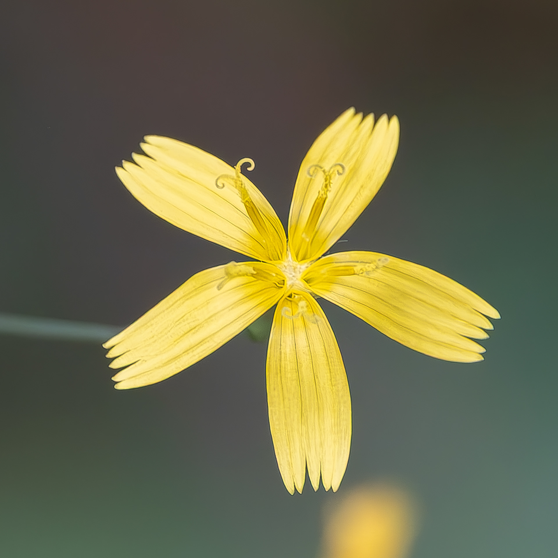 Wall lettuce (Mycelis muralis), Lopez Hill