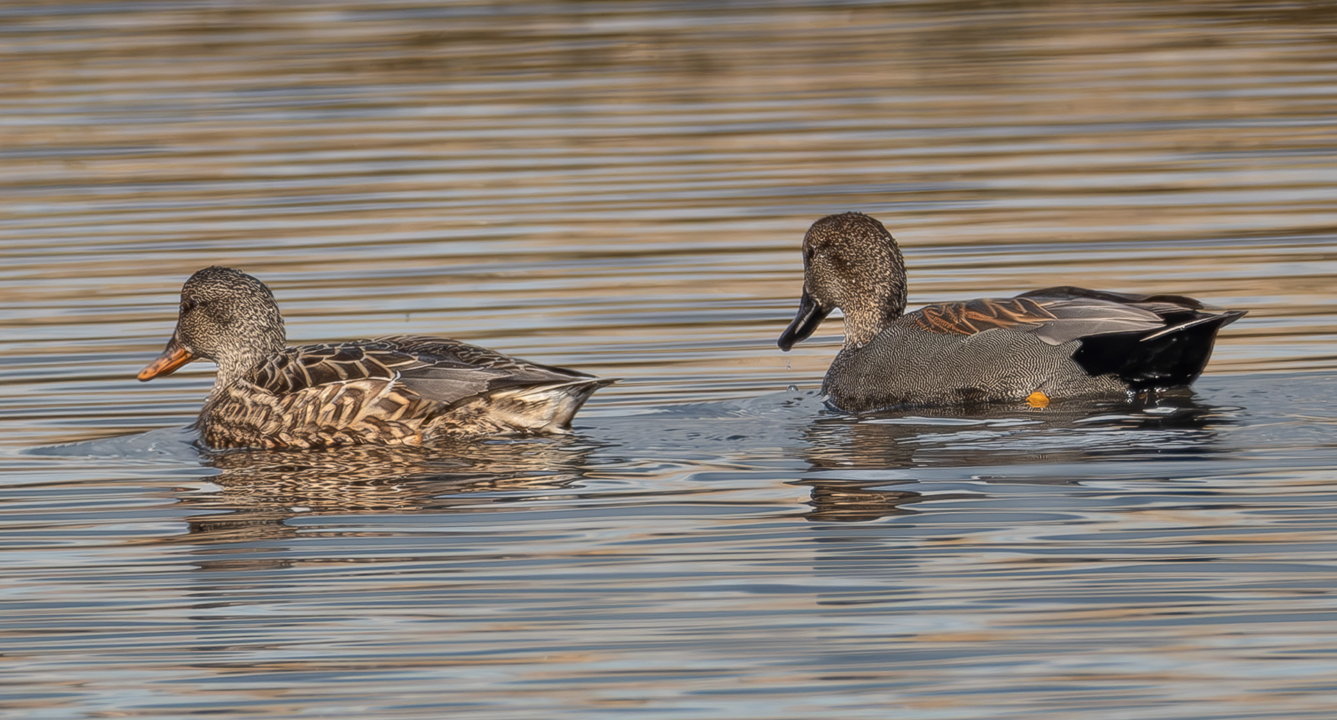 Gadwalls, Spencer Spit