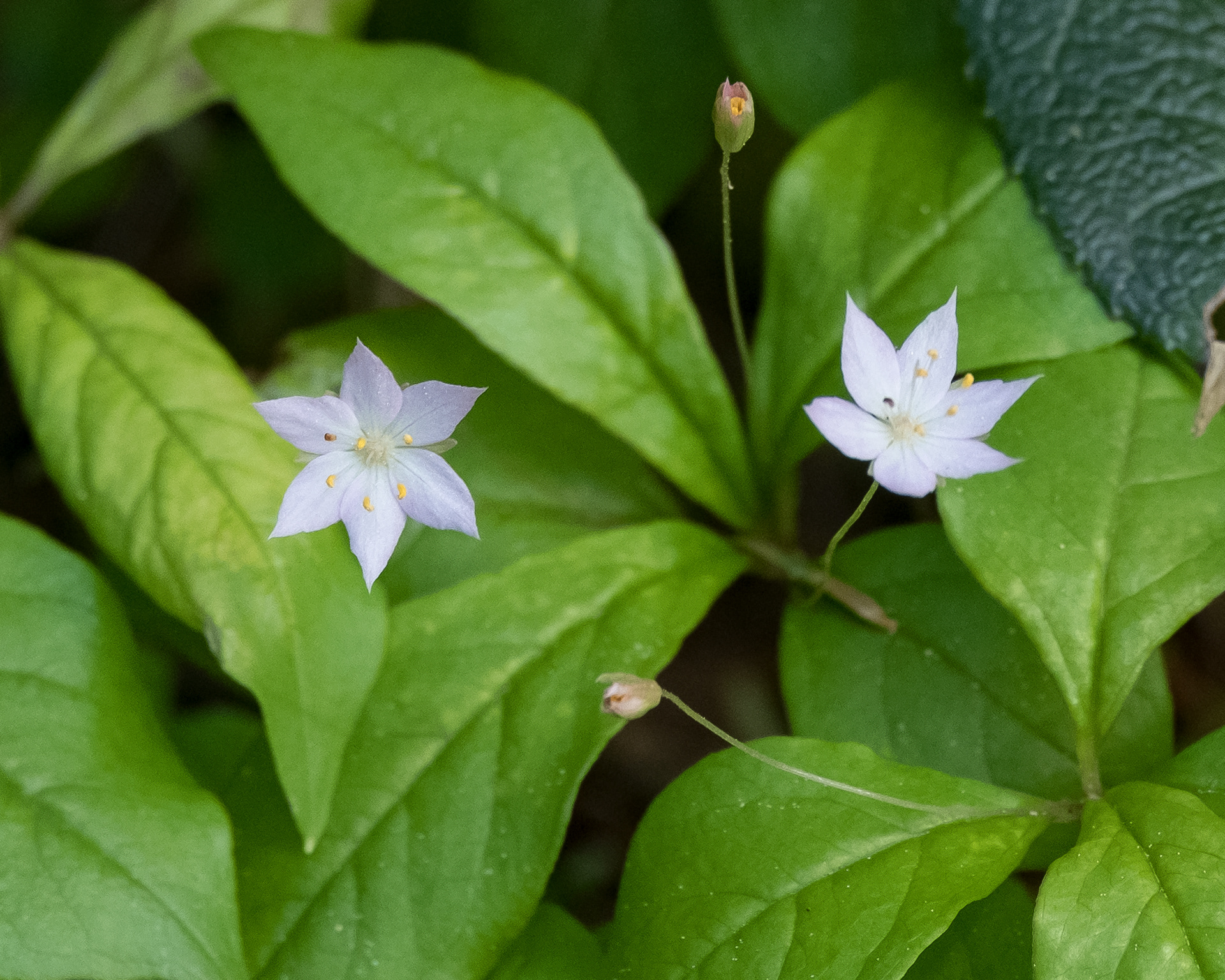 Broad-leafed starflower (Trientalis latifolia), Iceberg Point