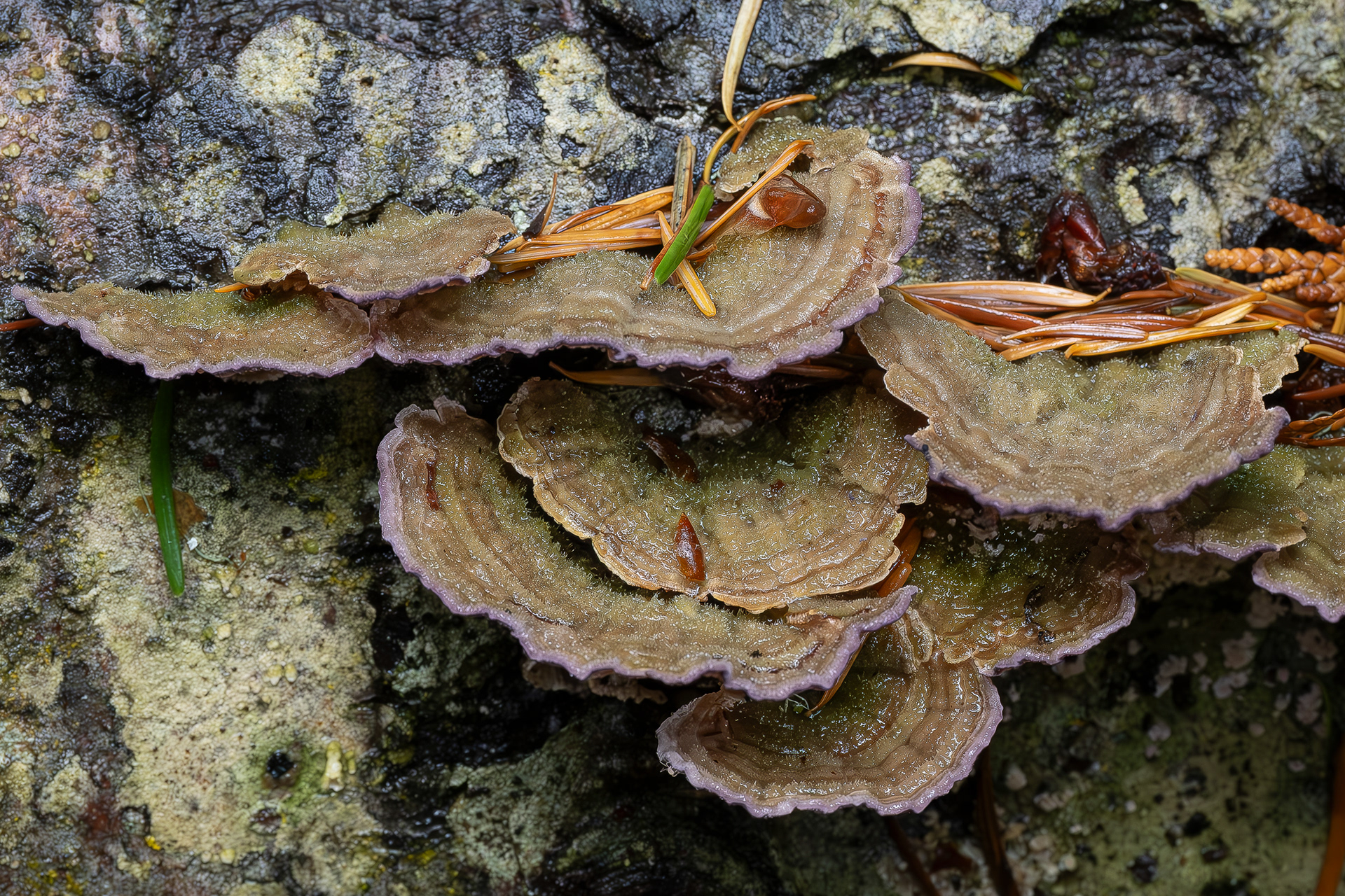 Purplepore bracket (Trichaptum abietinum), Point Colville