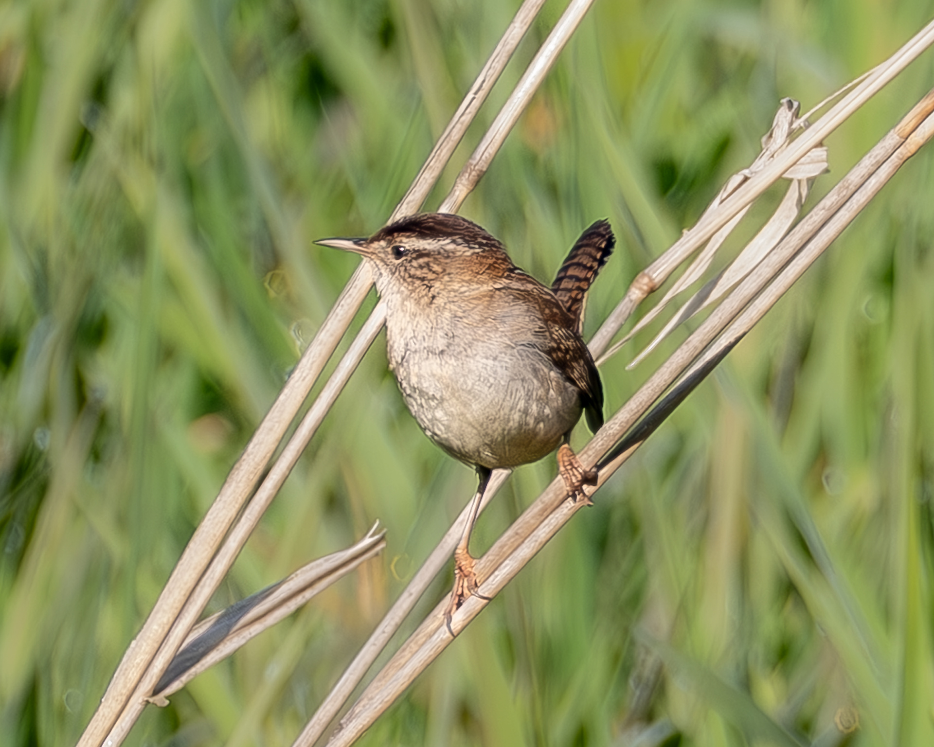 Marsh Wren, Richardson Marsh