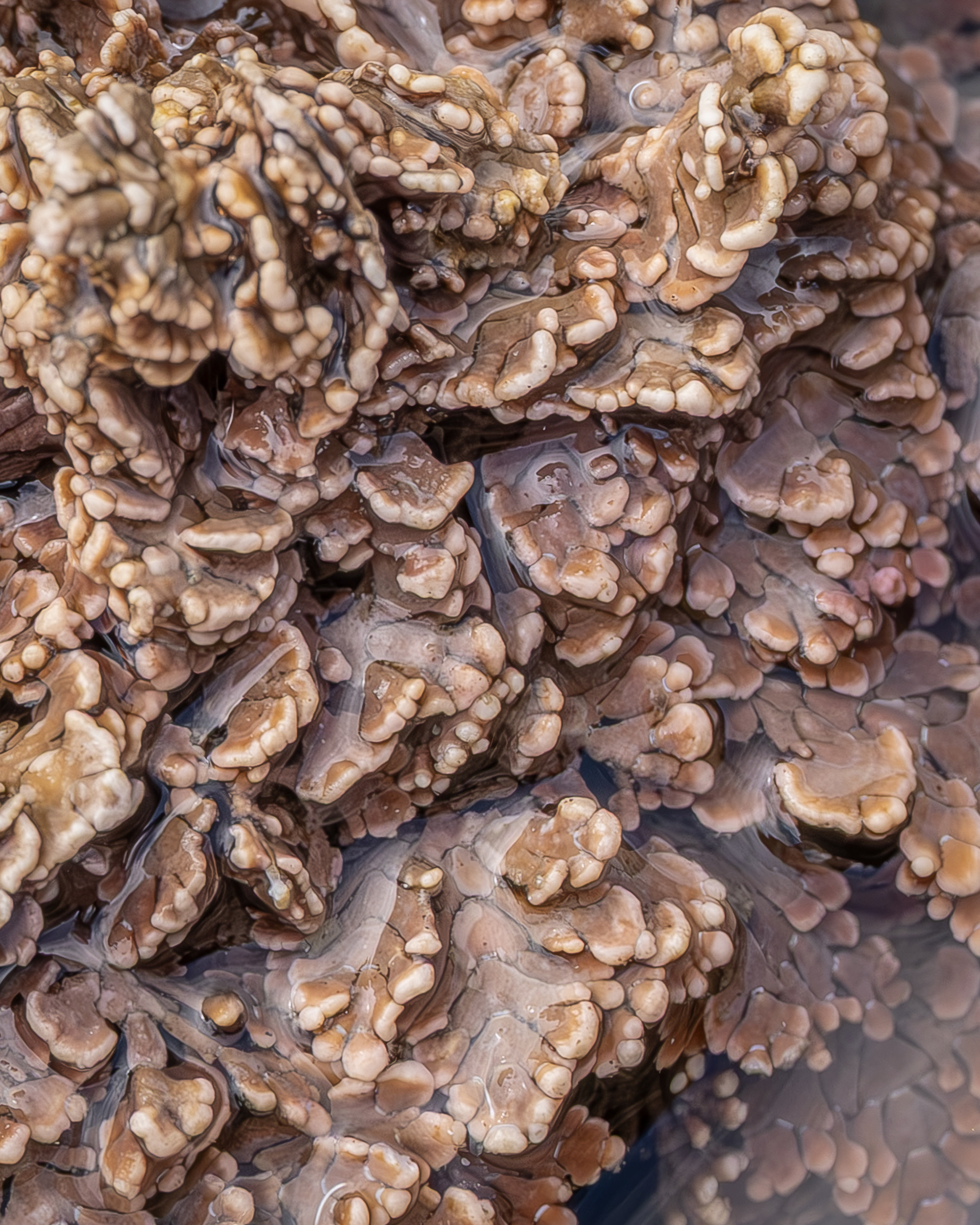 Coraline Algae, Point Colville