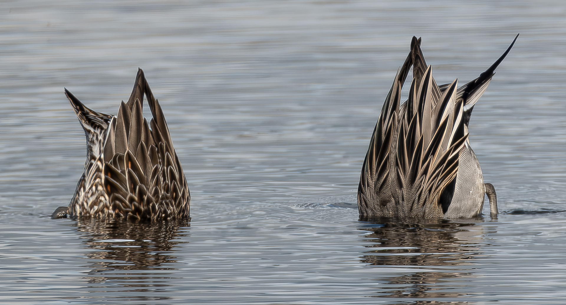 Northern Pintails, Spencer Spit