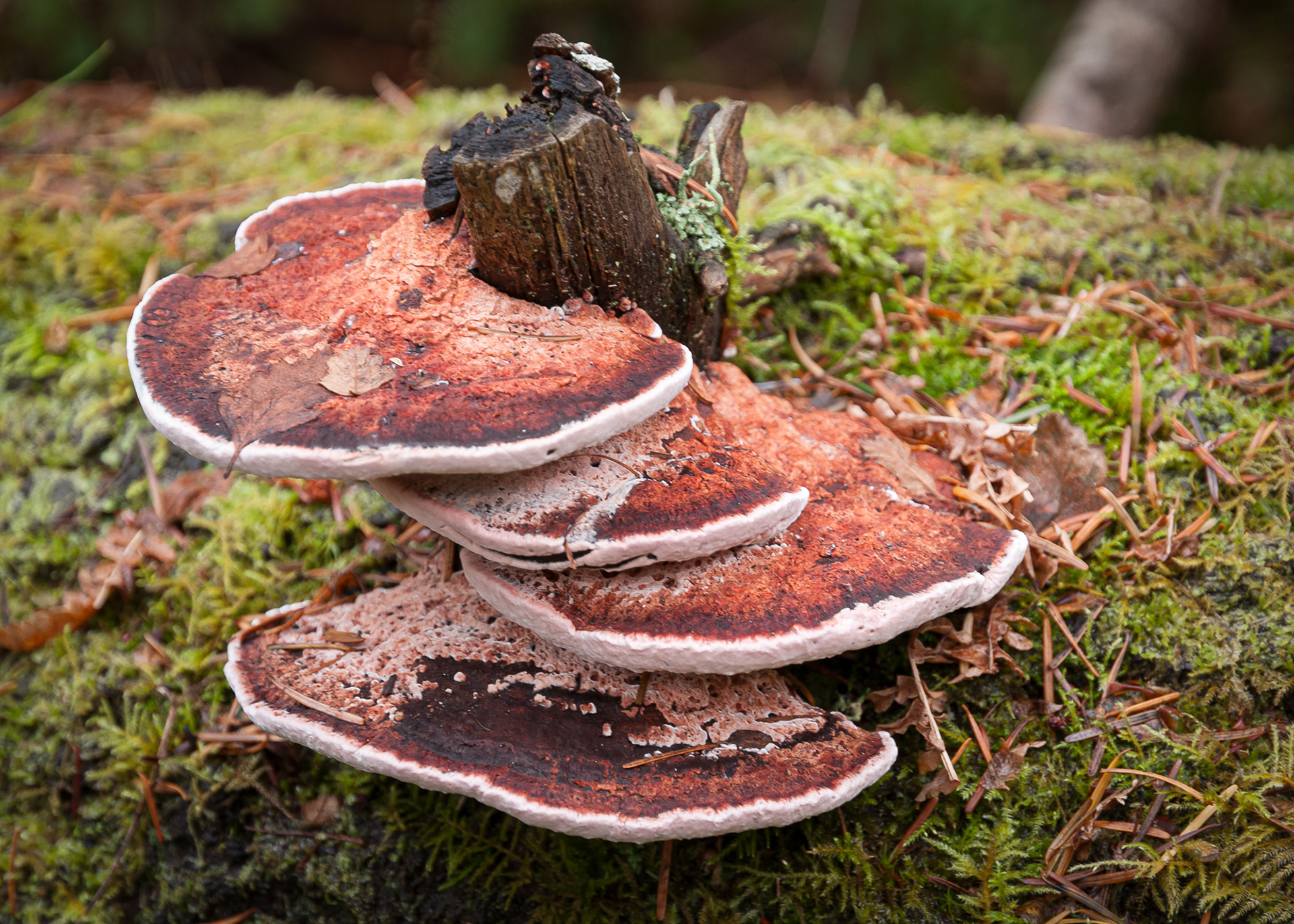 Rosy Conk (Rhodofomes cajanderi ), Chadwick Hill