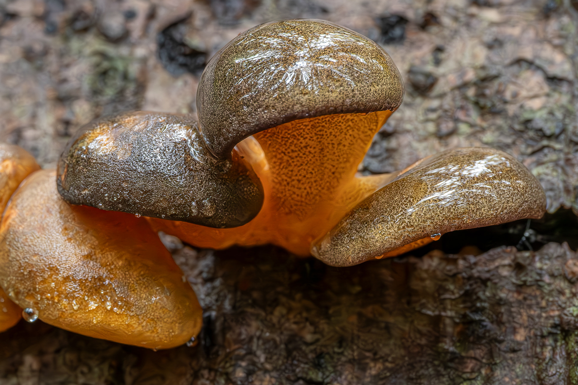 Late fall oyster mushroom (Panellus serotinus), Hummel Lake