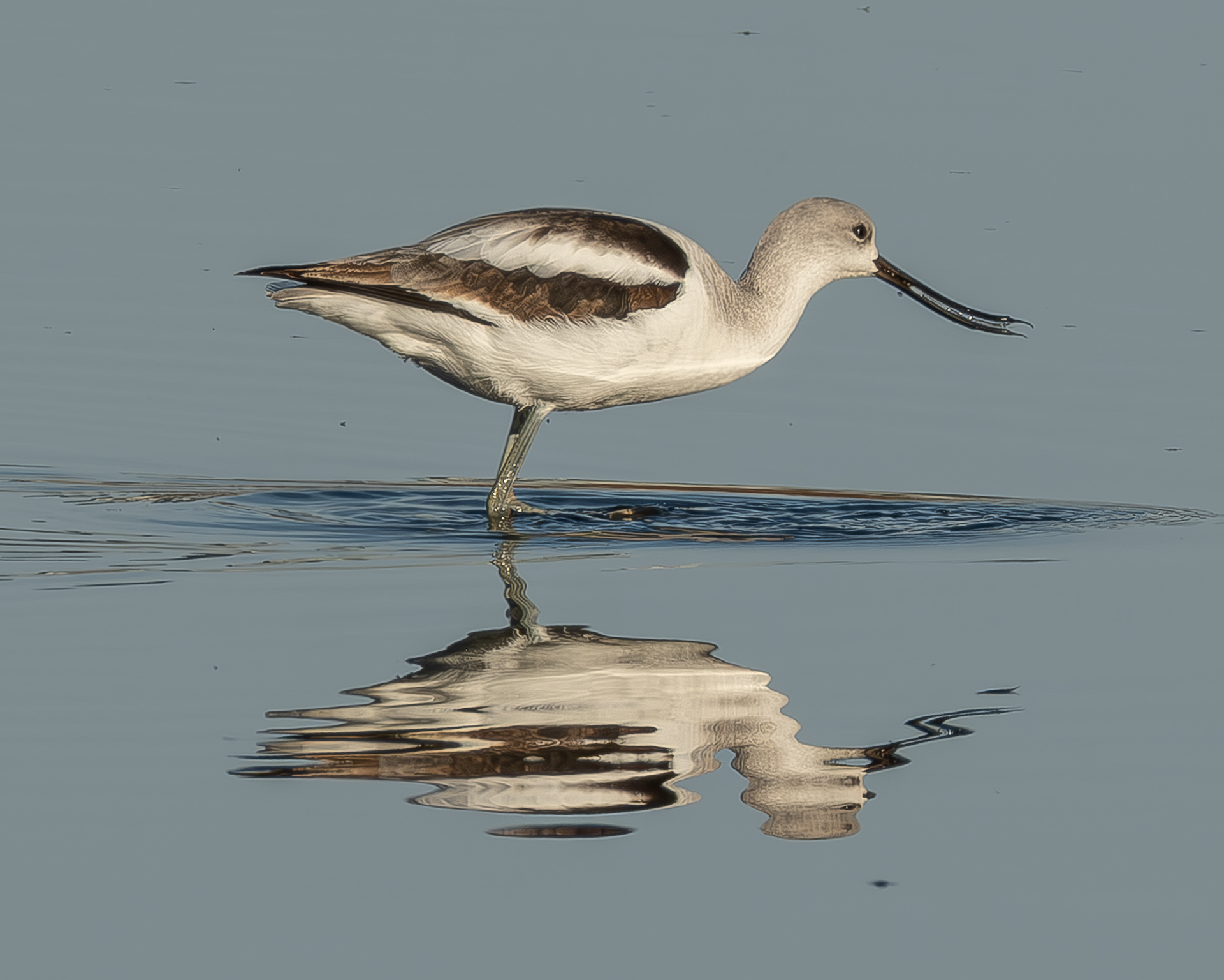 American Avocet, Port Stanley pond