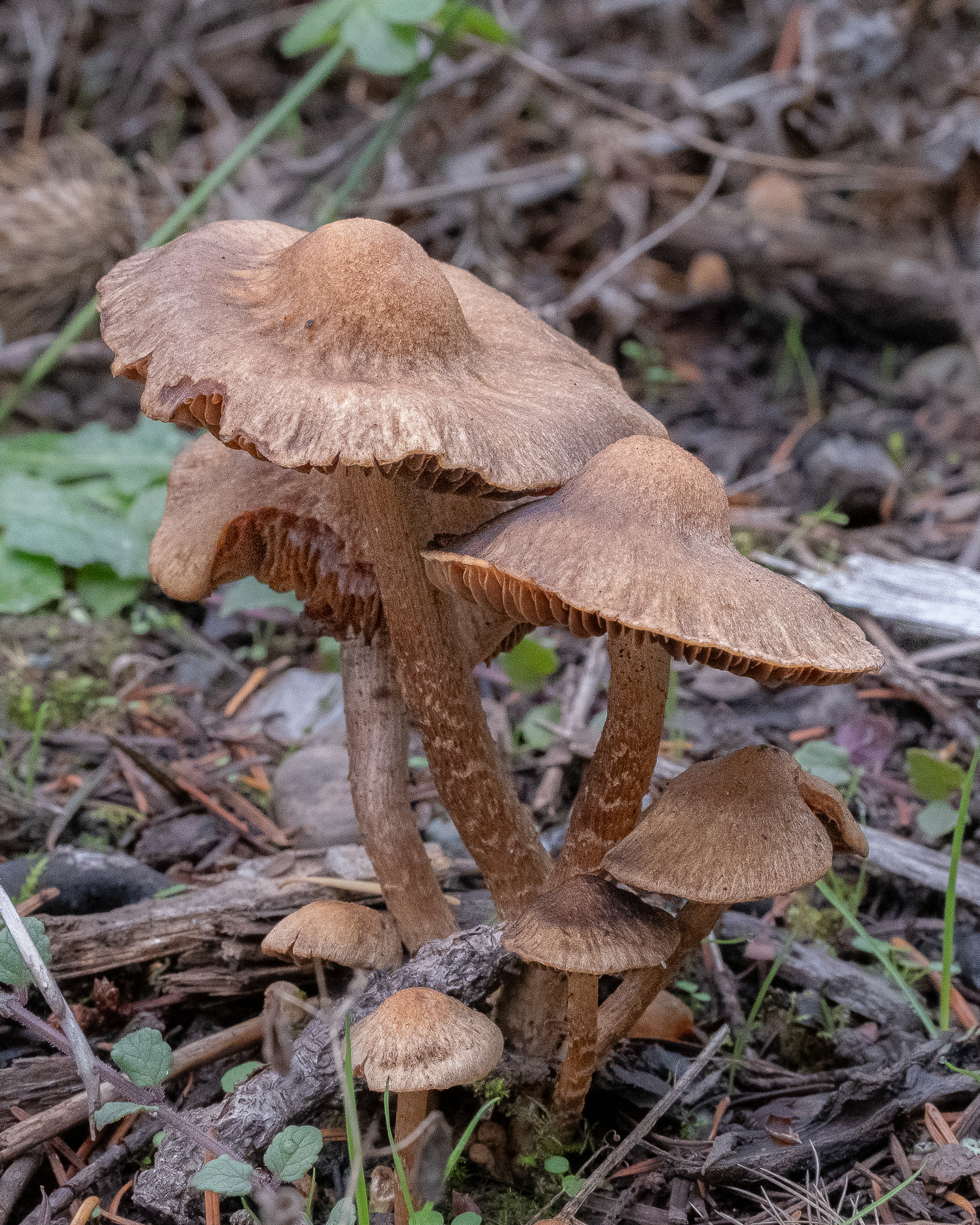 Weeping Widow (Lacrymaria lacrymabunda), Hummel Lake