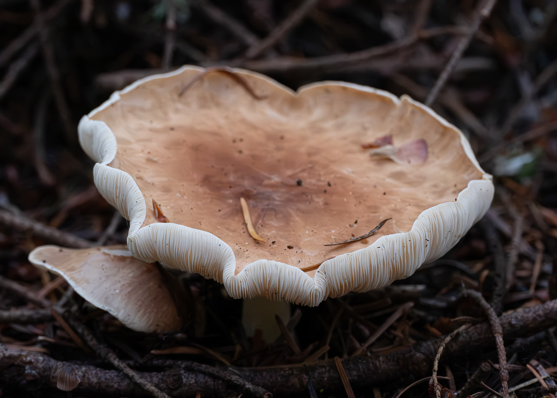 Bitter false funnel cap (leucopaxillus gentianeus), Point Colville