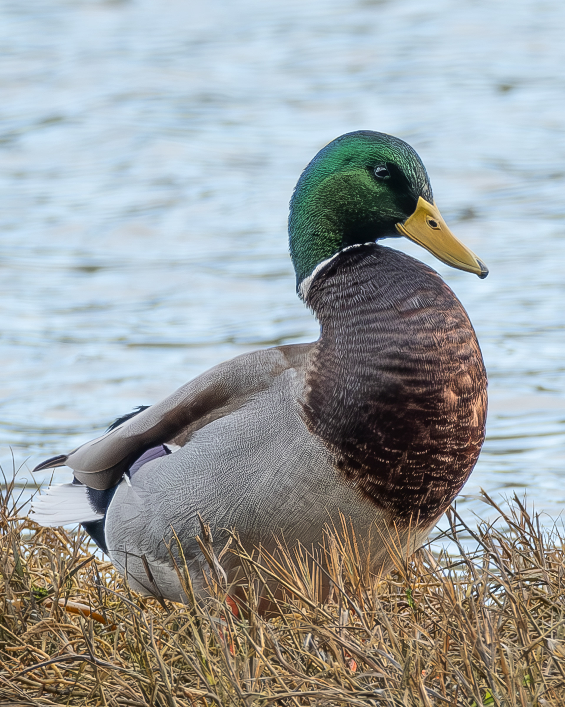 Mallard, Spencer Spit