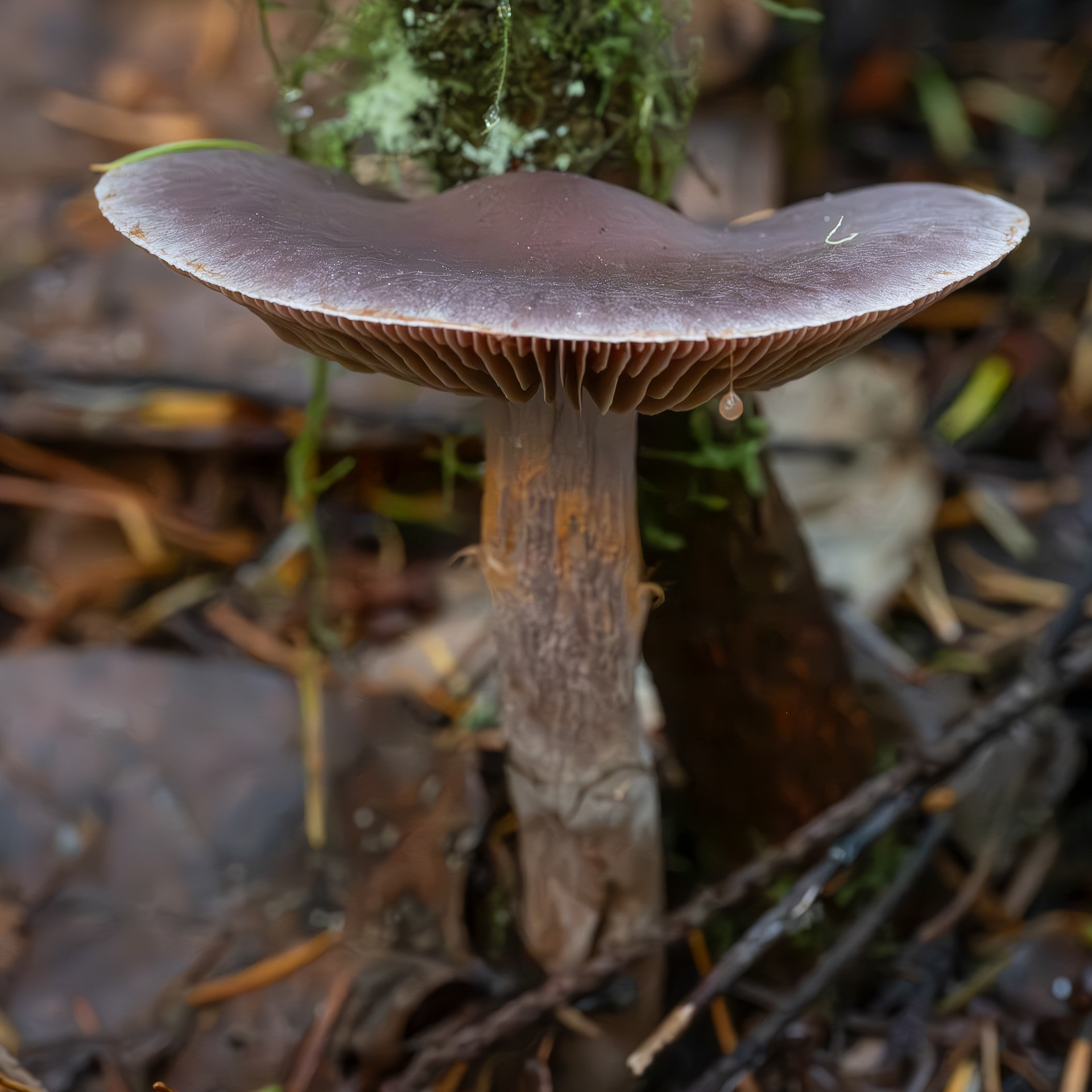 Silky webcap (Cortinarius evernius), Odlin Park