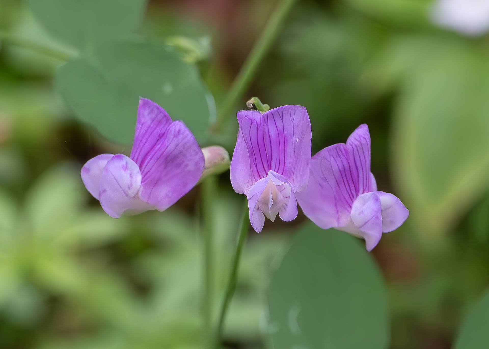 Sierra Nevada Peavine (Lathyrus nevadensis), Lopez Hill
