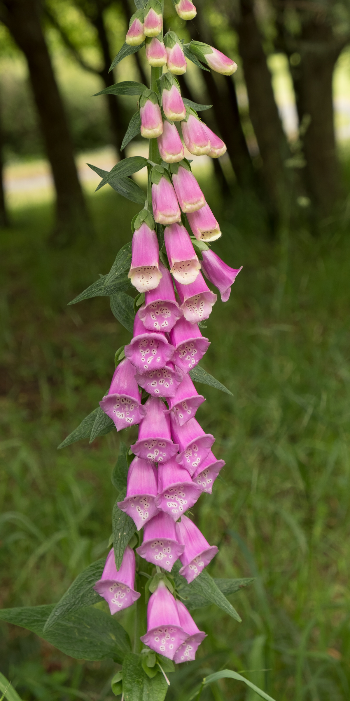 Foxglove (Digitalis purpurea), Vista Road