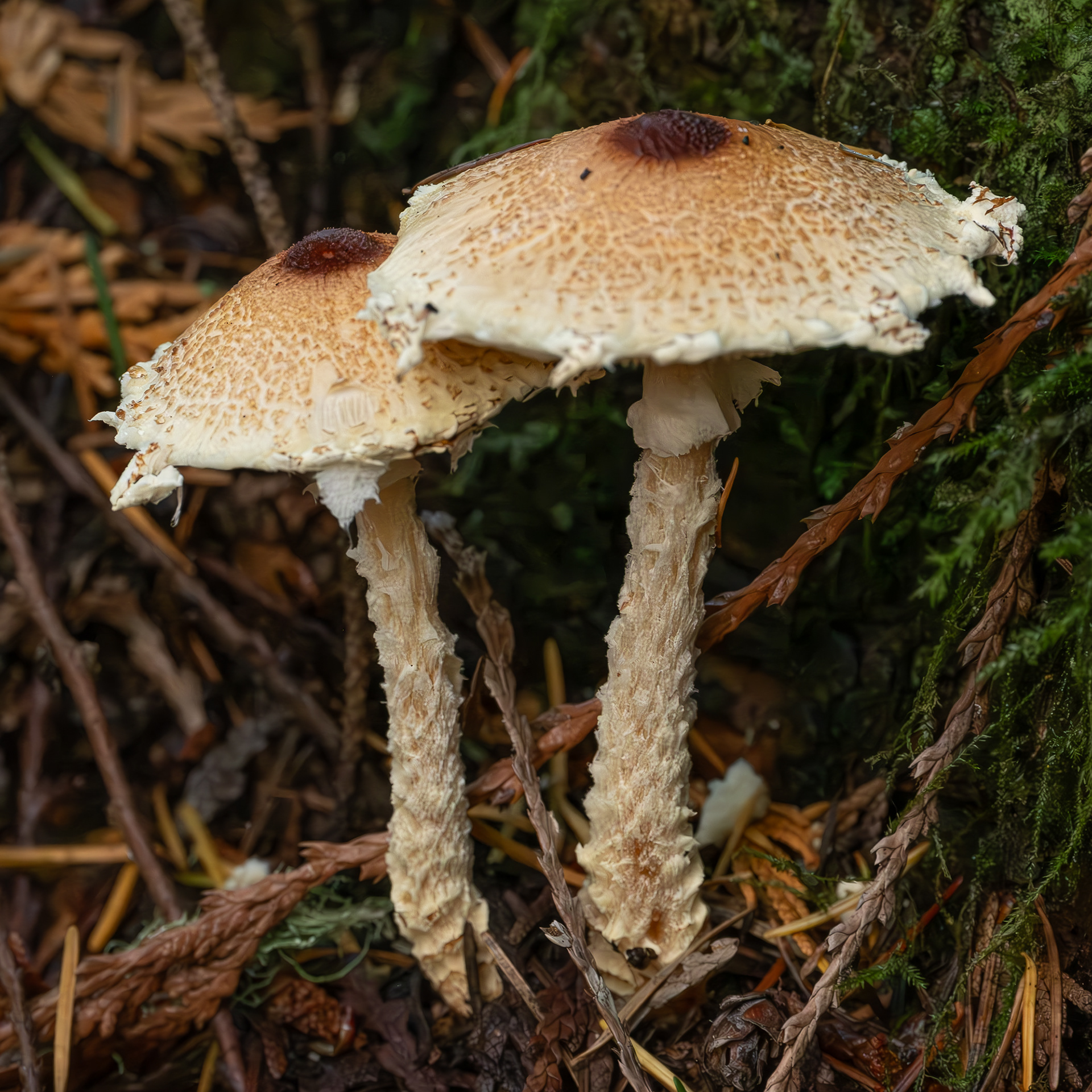 Yellowfoot dappling (Lepiota magnispora), Hummel Lake Preserve