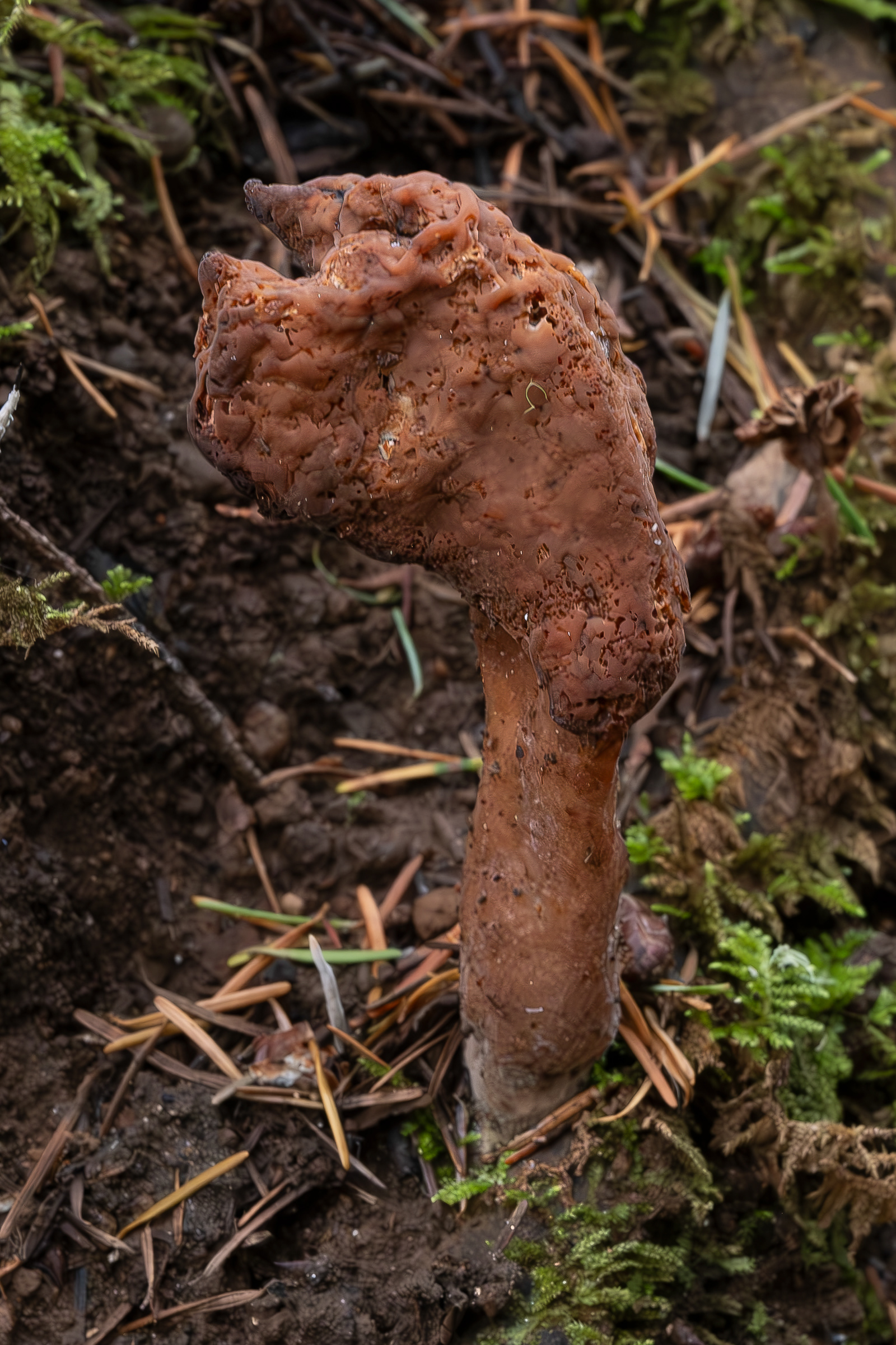 Hooded false morel (Gyromitra infula), Lopez Hill