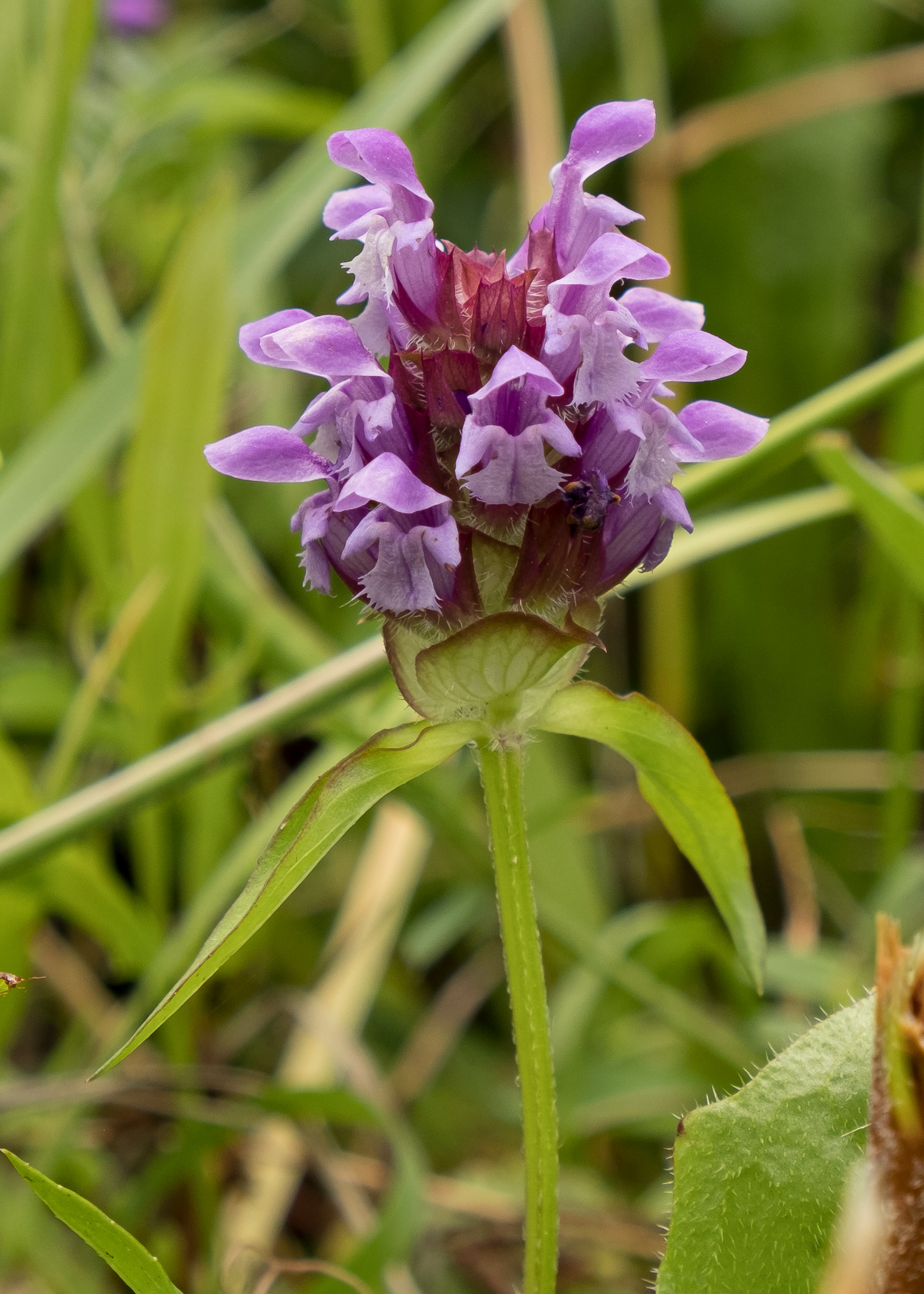 Self-heal (Prunella vulgaris), Vista Road