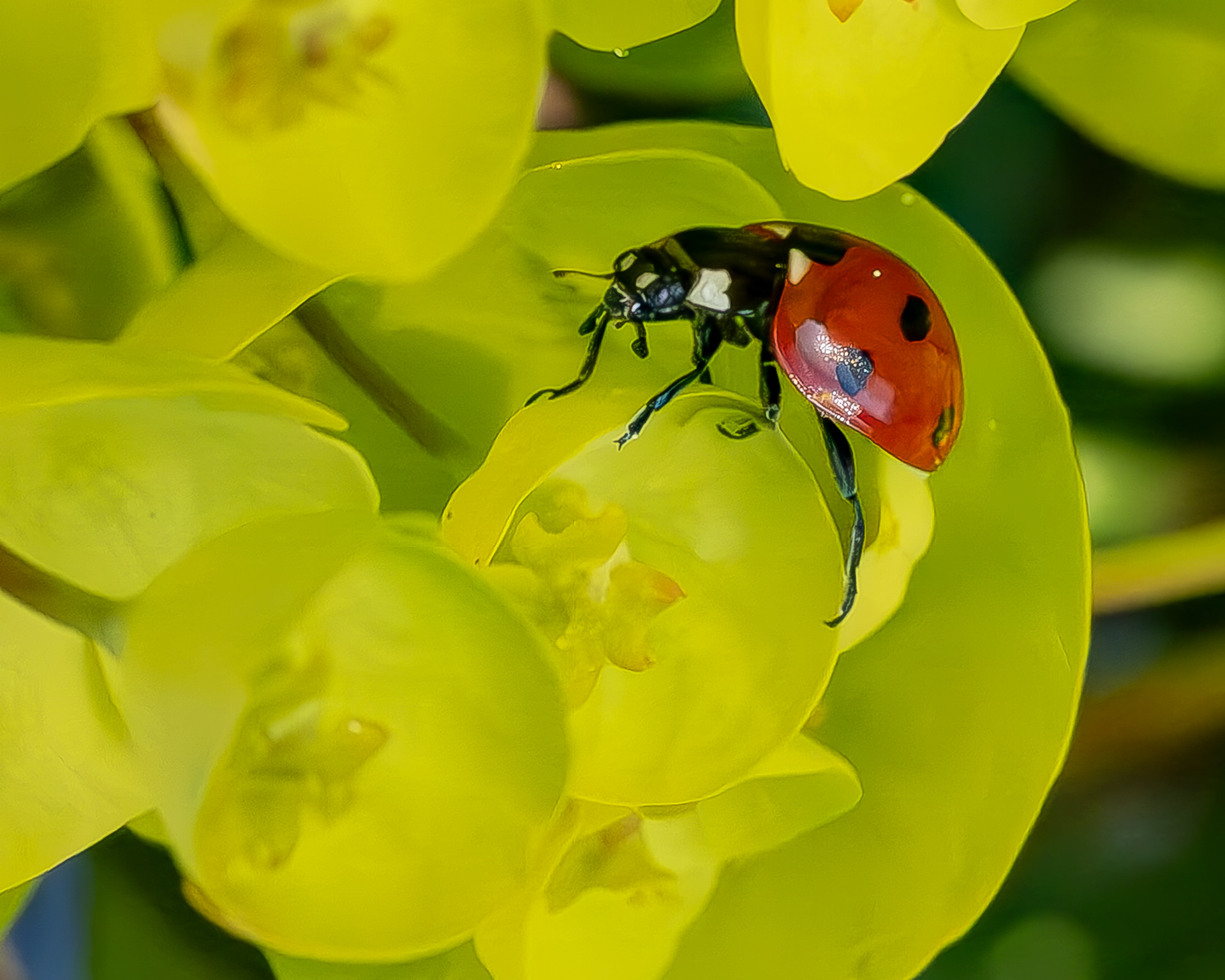 Seven-spotted Lady Beetle, Kjargaard Road