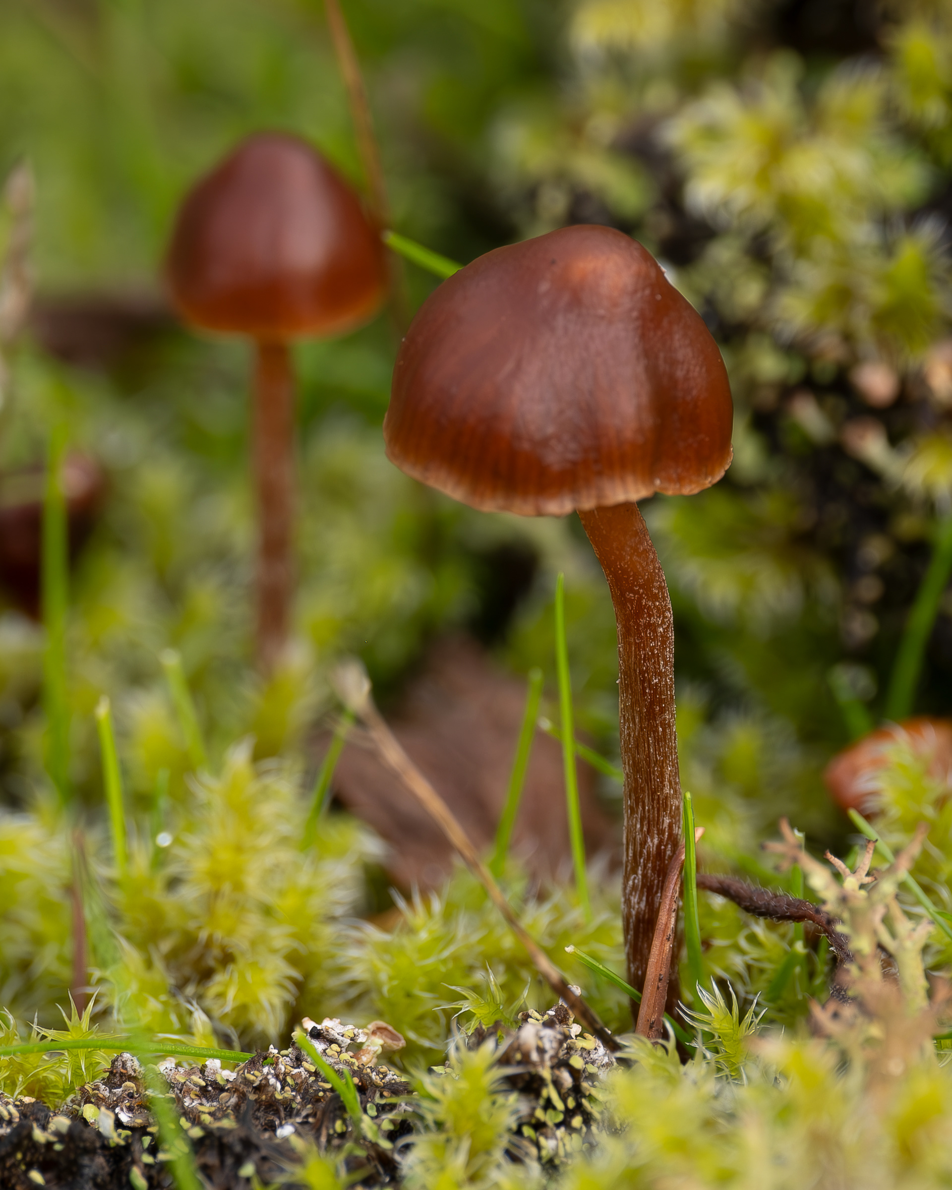 Mountain moss psilocybe (Deconica montana), Richardson Marsh Preserve